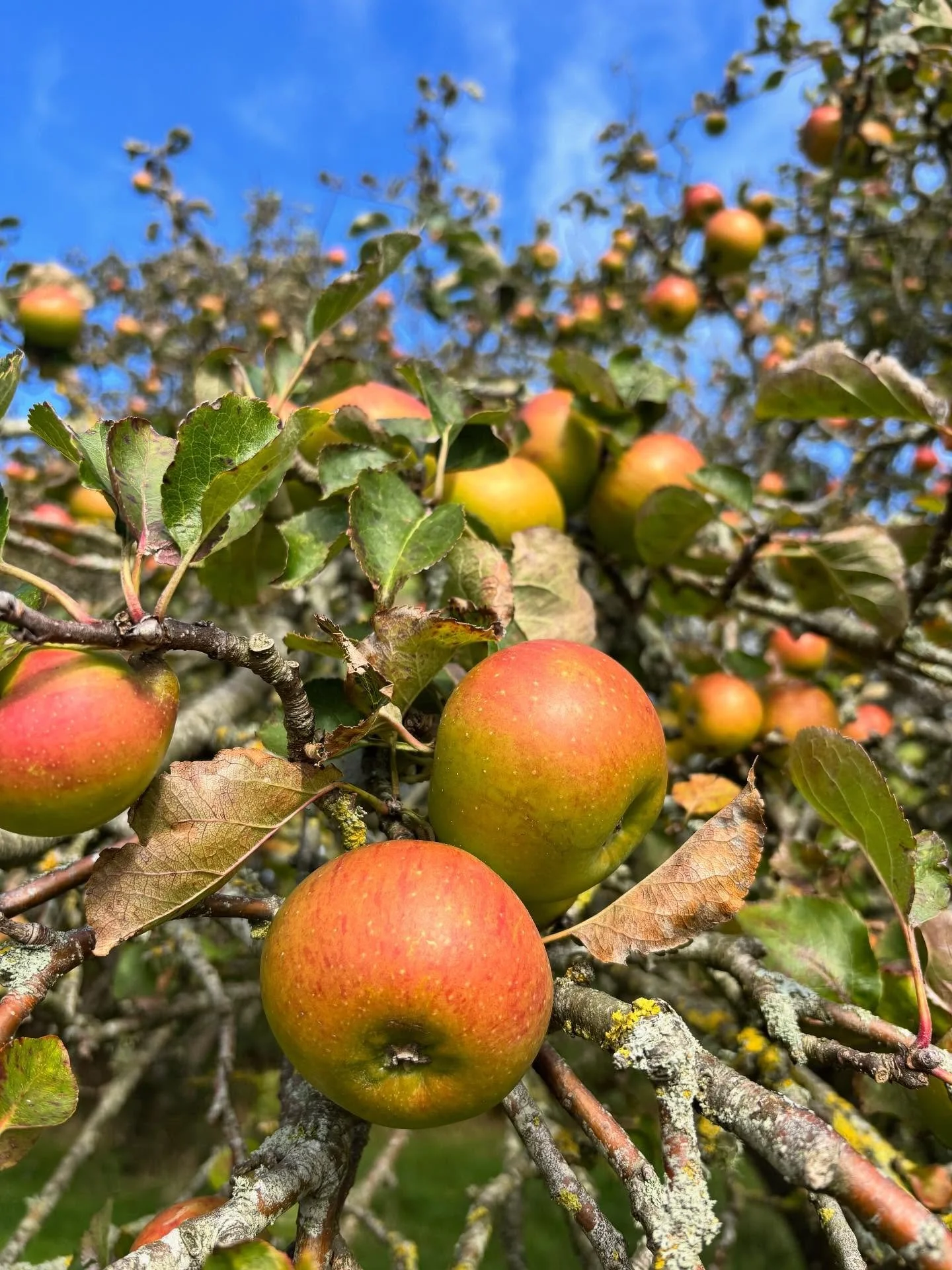 Apples Apples Apples! Our Bramleys at @plasbodfa are looking great - huge fruits and incredibly sweet. Some of our other varieties didn’t do so well with the summer droughts, but plenty of these to press this season. 
Do you have apples too? W