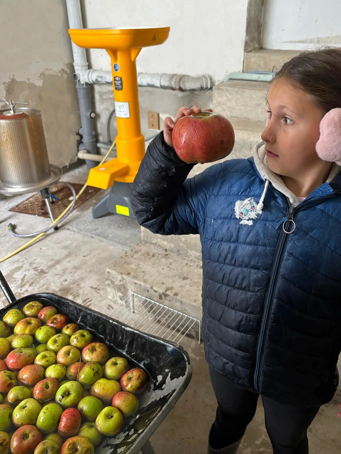 Apples Apples Apples. We pressed about 175 litres of Plas Bodfa apples into juice last weekend! Full family, two day effort. (We need a weekend now) 
Much of it we pasteurised for juice, we also have 2 x 23 L demijohns fermenting away for cider. Eac