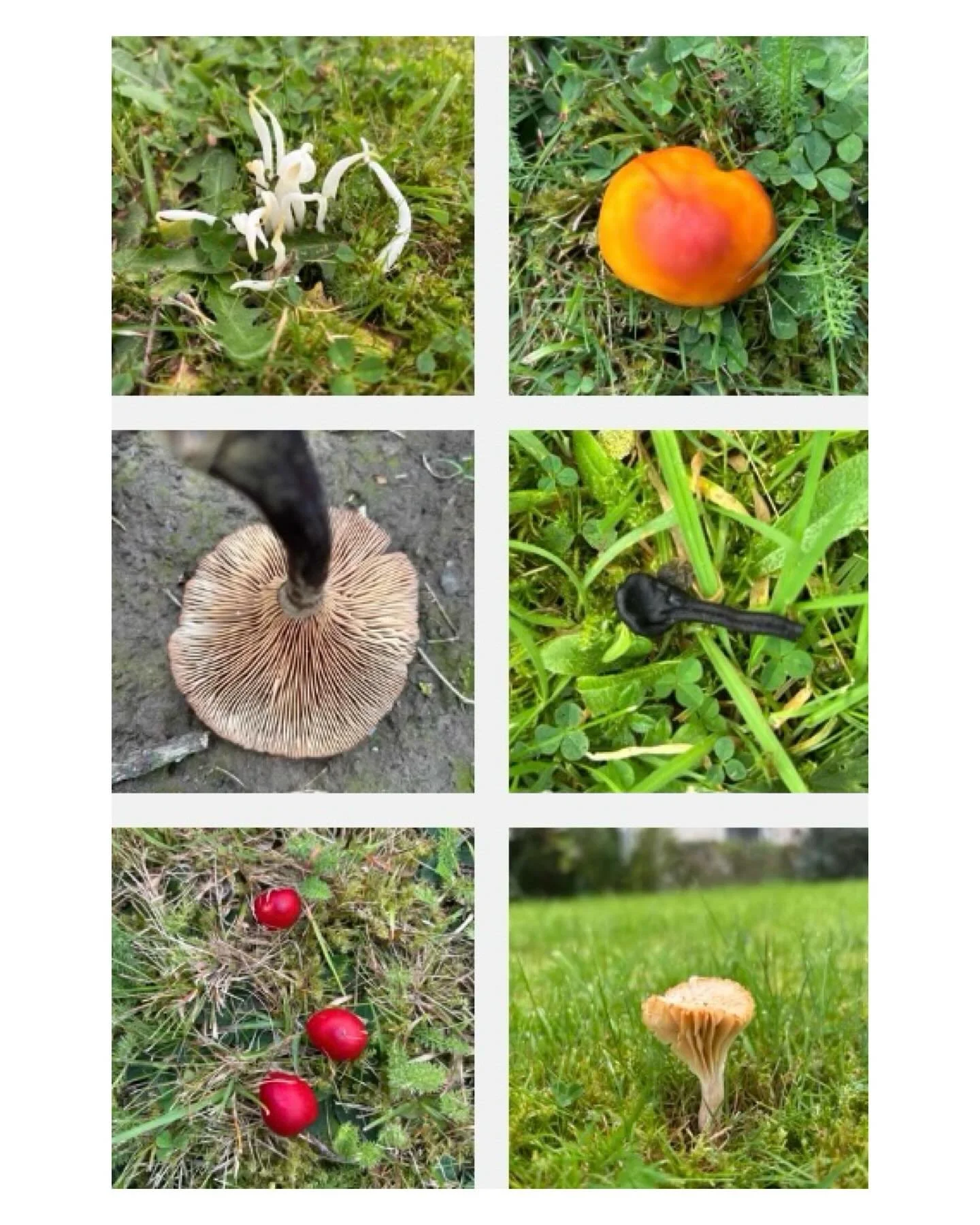 Adroddiad ffyngau glaswelltir Plas Bodfa - 2025! Rhai hen ffefrynnau a ffrindiau newydd. Cynhaliwyd ein harolygon ffyngau blynyddol yng ngardd giât y lleuad ychydig wythnosau yn ôl ac mae'r rhestr swyddogol bellach ar ein gwefan. Capiau Cwyr, Tagellau Pinc, Tafodau Daear, Clybiau Tylwyth Teg