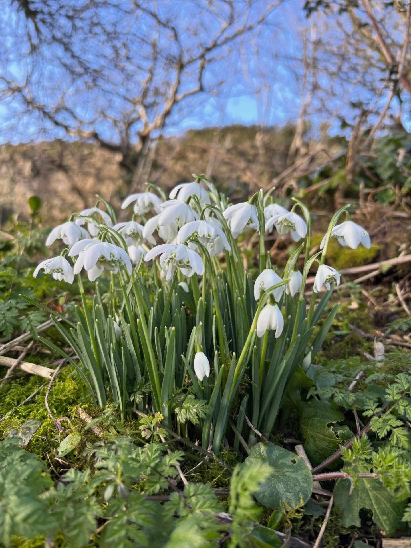 Croeso eirlys! Seems so early&hellip;.every single year. You are brave and delicate, optimistic and vanguard.

and so we begin
. . . 
#plasbodfa #eirlys #snowdrop #llangoed #garden