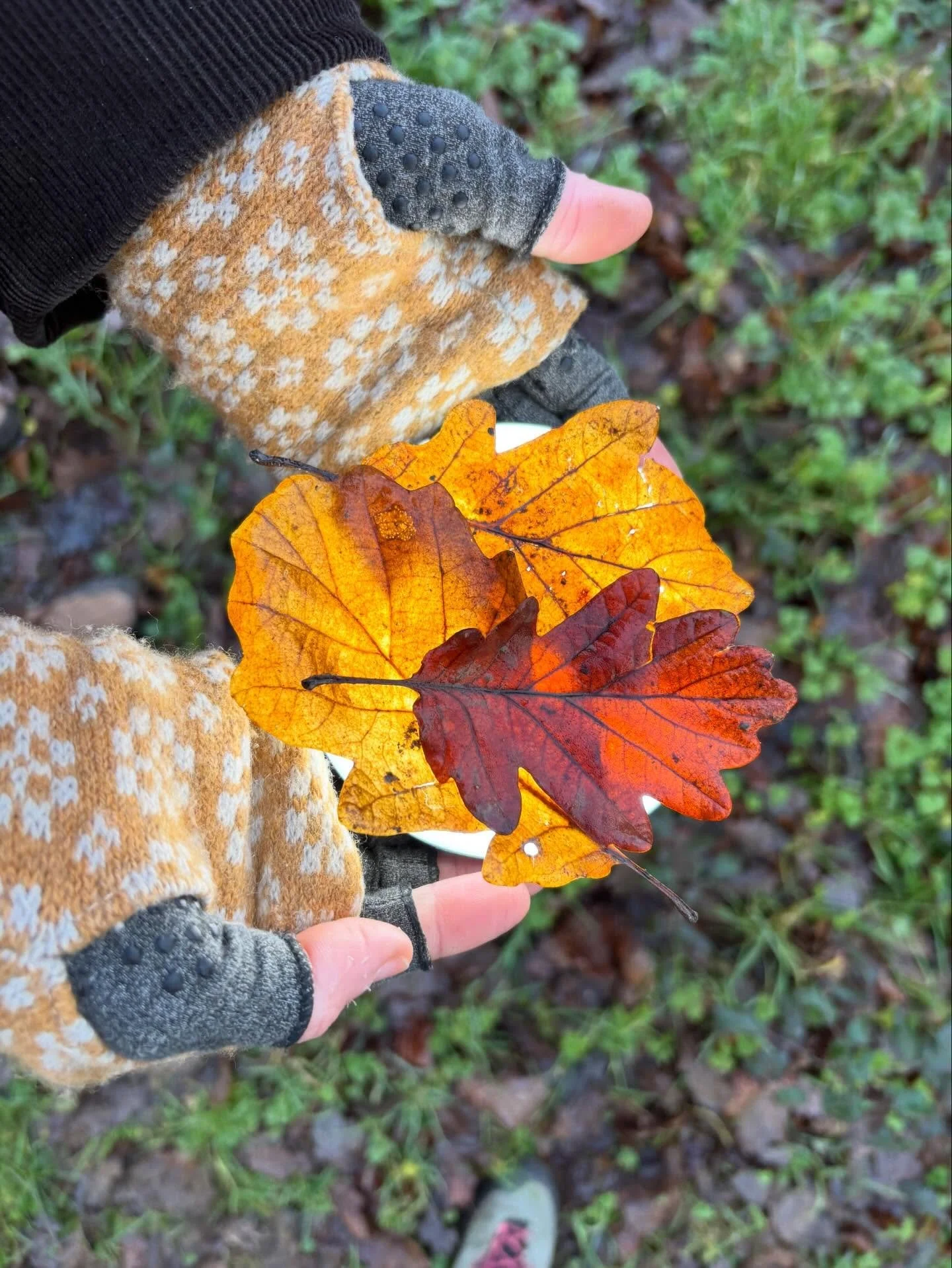 An update from Angharad Ffion Martin, the recipient of the Red Squirrels Trust Wales Commission and Microresidency. @pwca_pren 

Angharad has been experimenting with light and the translucency of leaves, layering colours and forms.  Her animal forms 