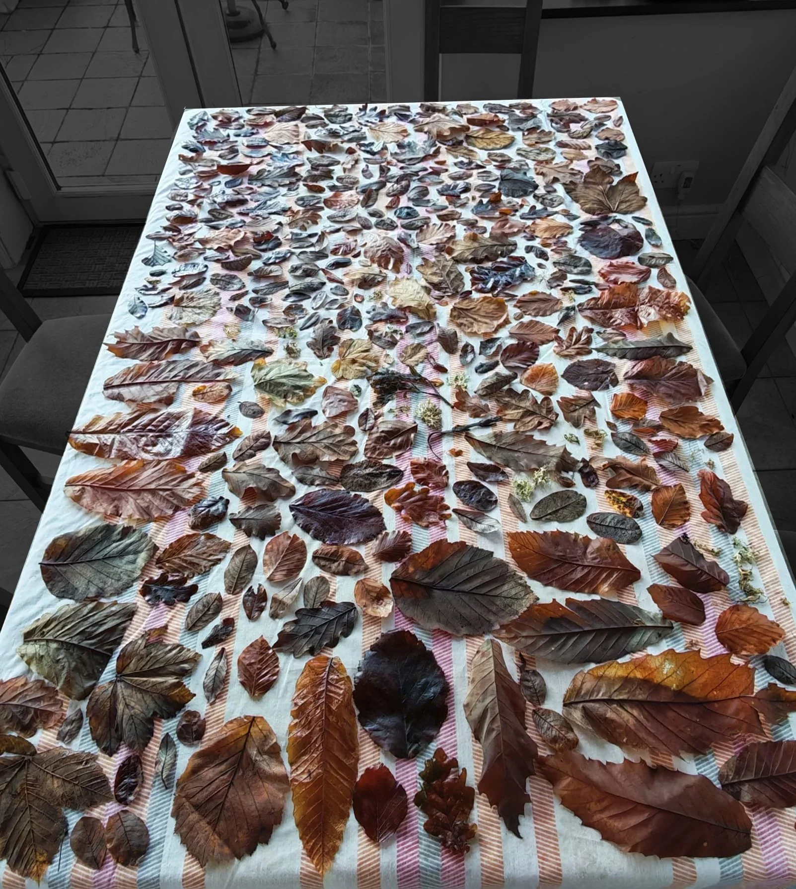 leaves_on_table.jpg