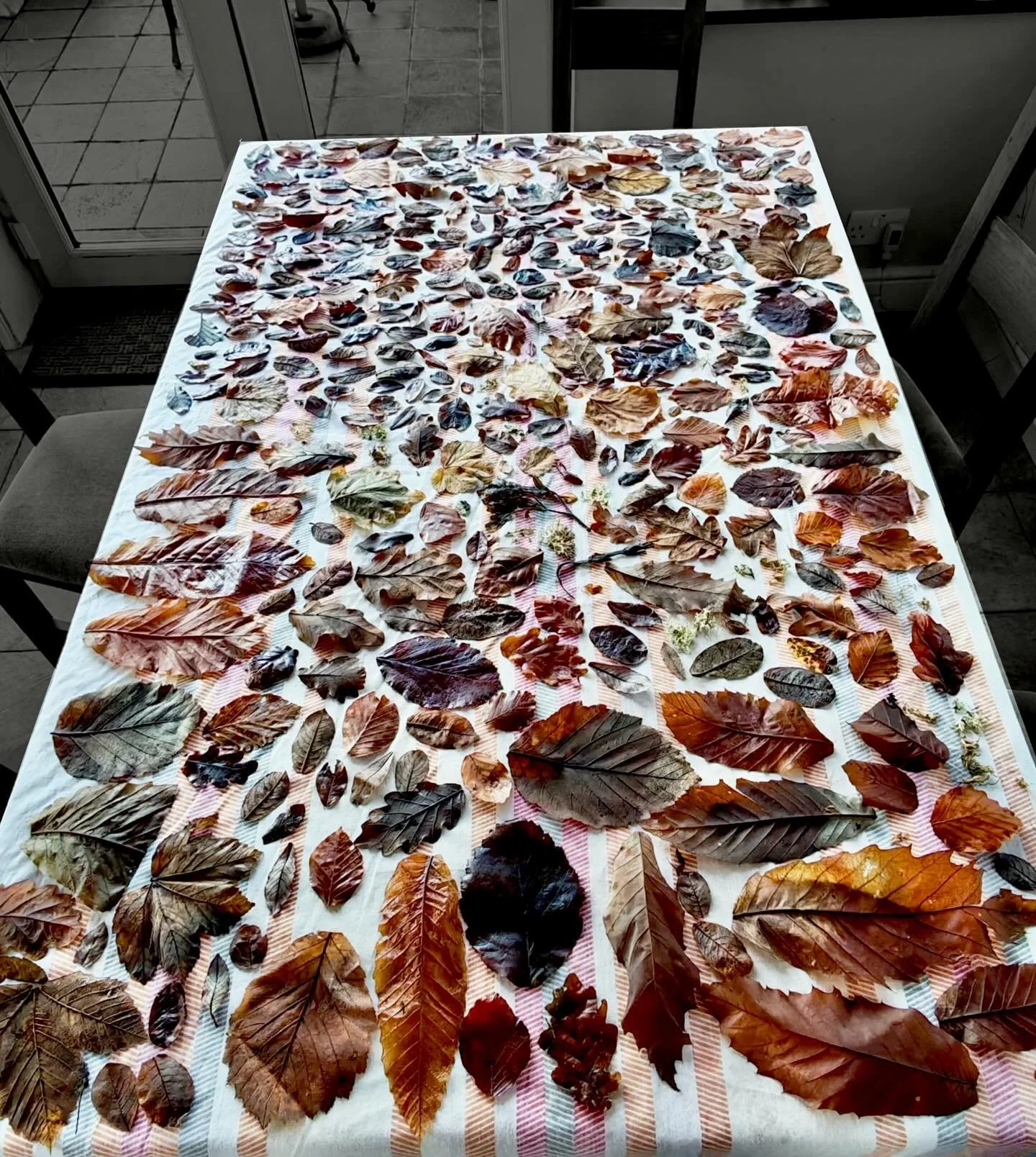 Leaves - layers - light - an update from Angharad Ffion Martin, the recipient of the Red Squirrels Trust Wales Commission and Microresidency. @pwca_pren 

Angharad has been processing as many leaves as she can for her sculptures - soaked in glycerine