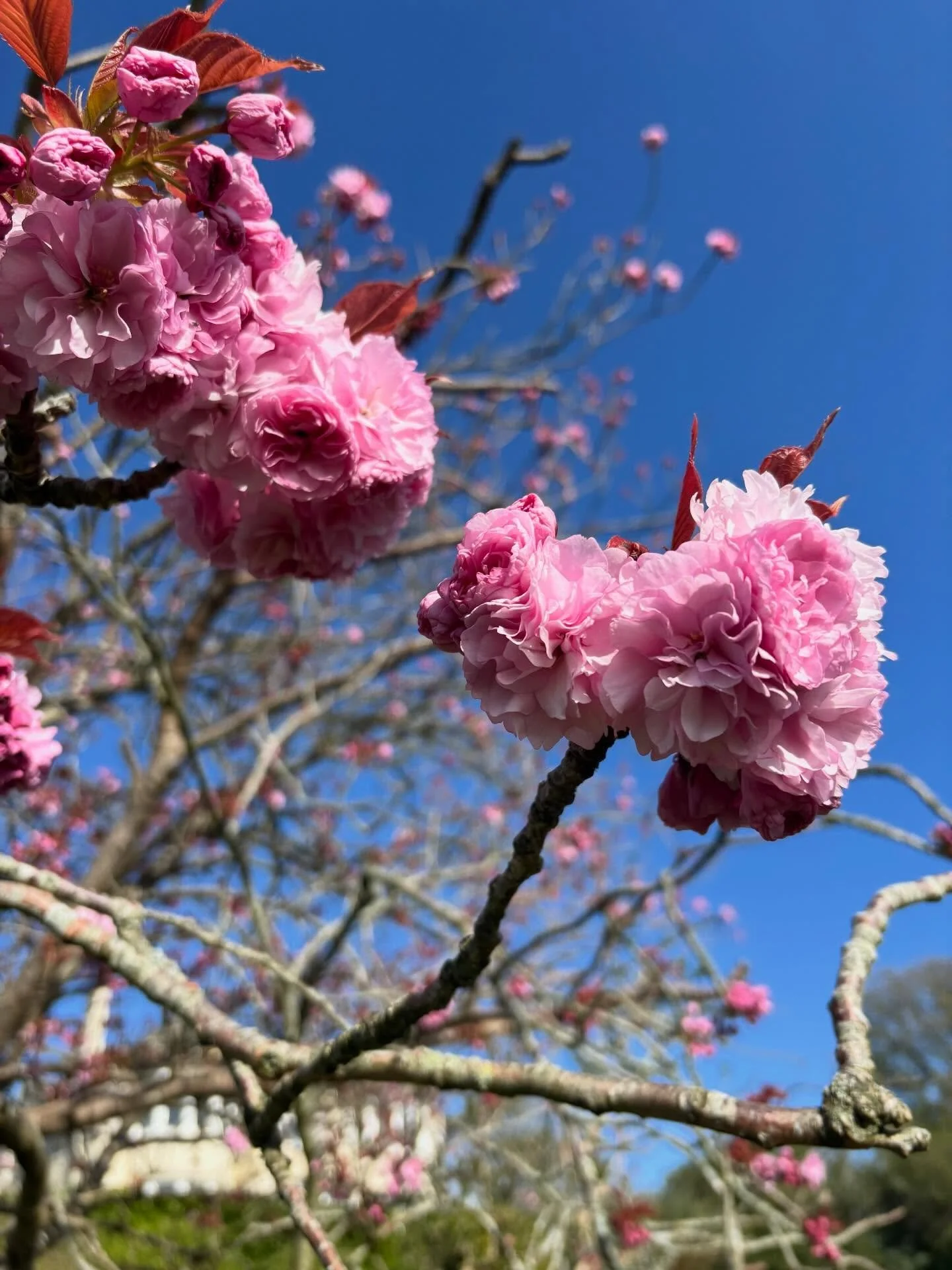 Ornamental cherry tree explosion! Life is bursting forth with great urgency.