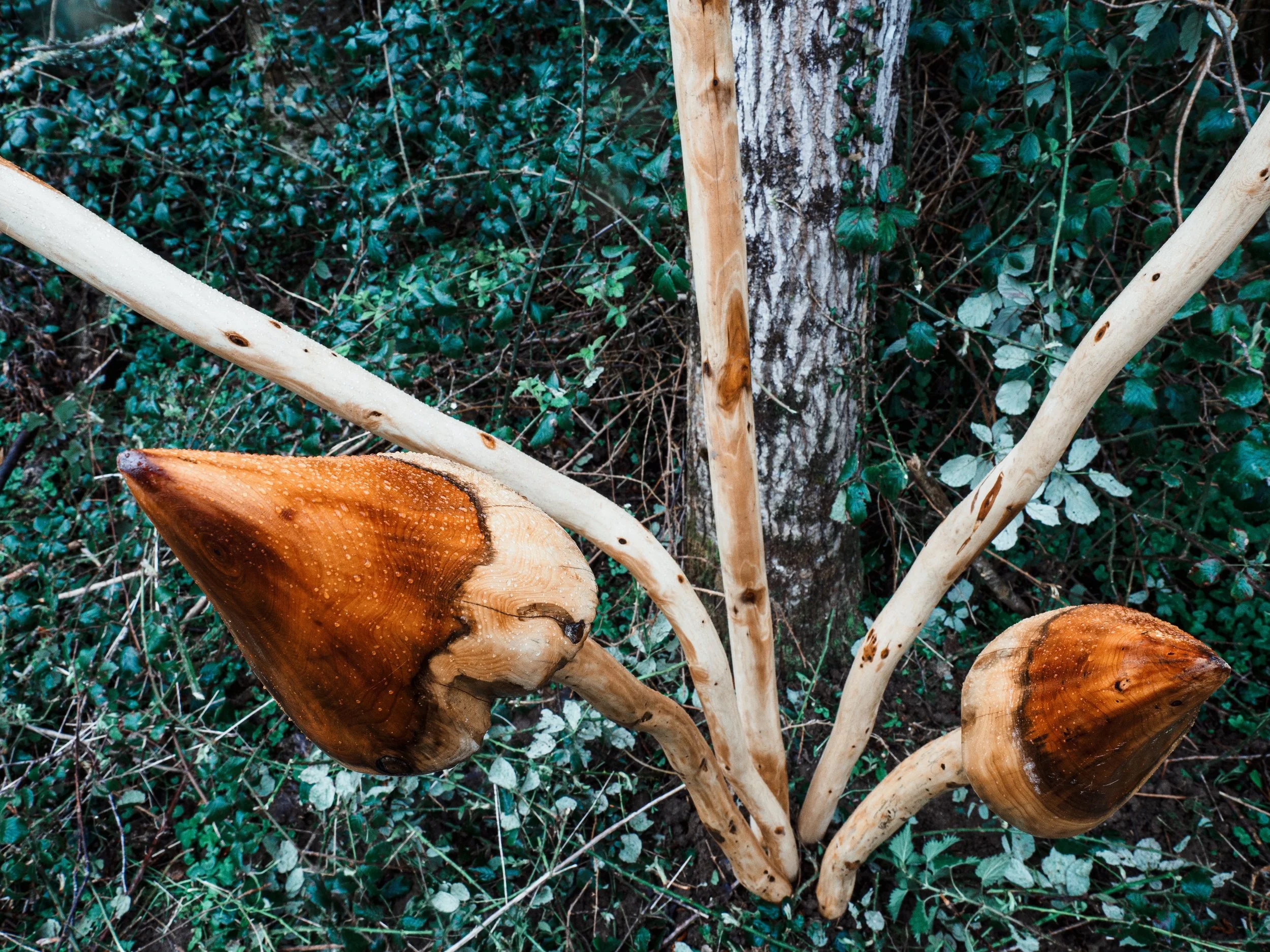 photo credit John Draper