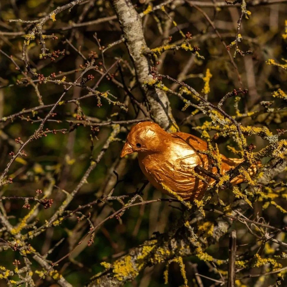 ‘Charm of Goldfinches’ by Clare Hyde