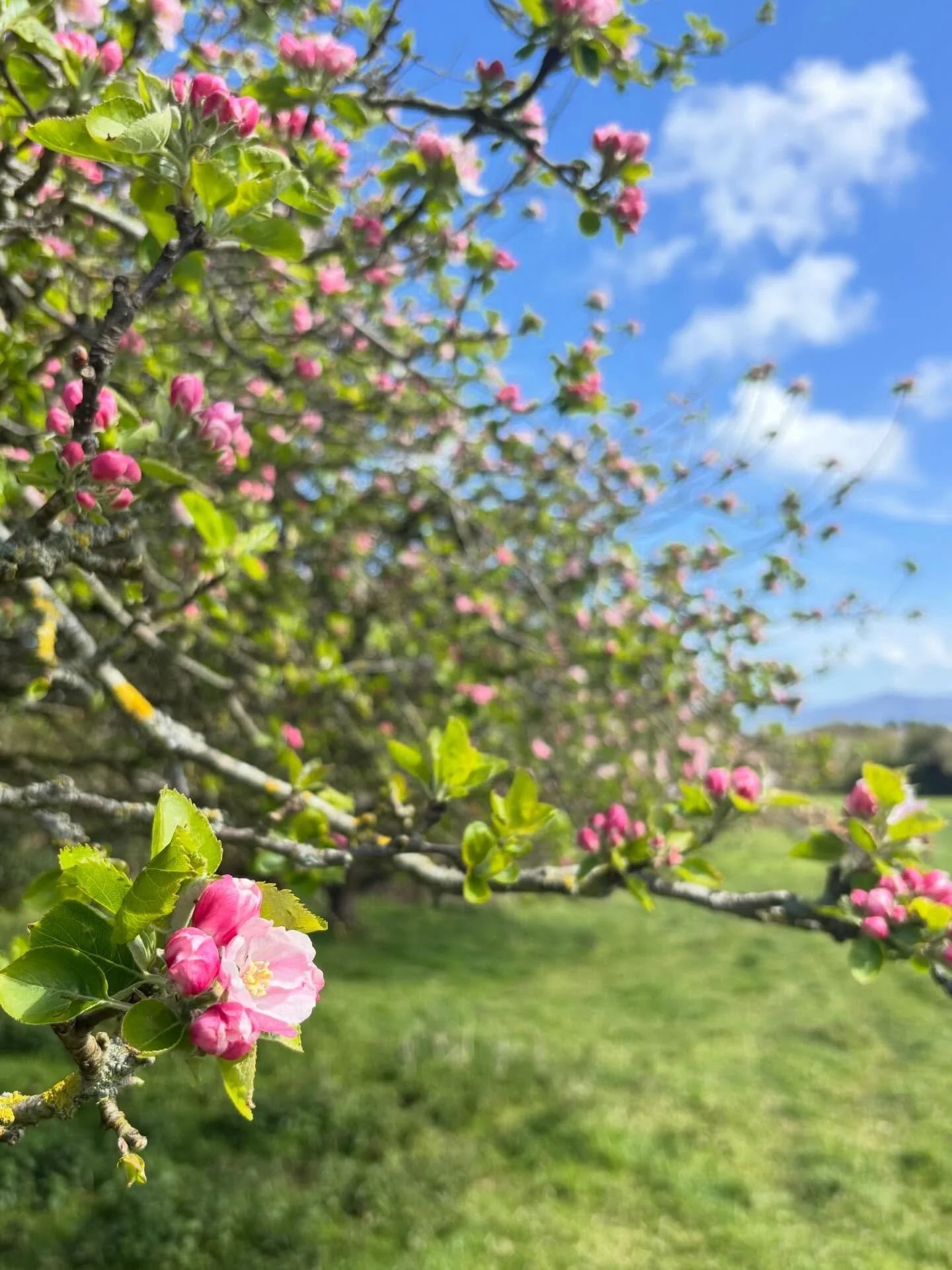 Bloom bloom apple bloom 🌸 the bramley apple trees in our main orchard have exploded! The buzz is audible 🐝
. . .
#llangoed #plasbodfa #orchard #bramley #llangod