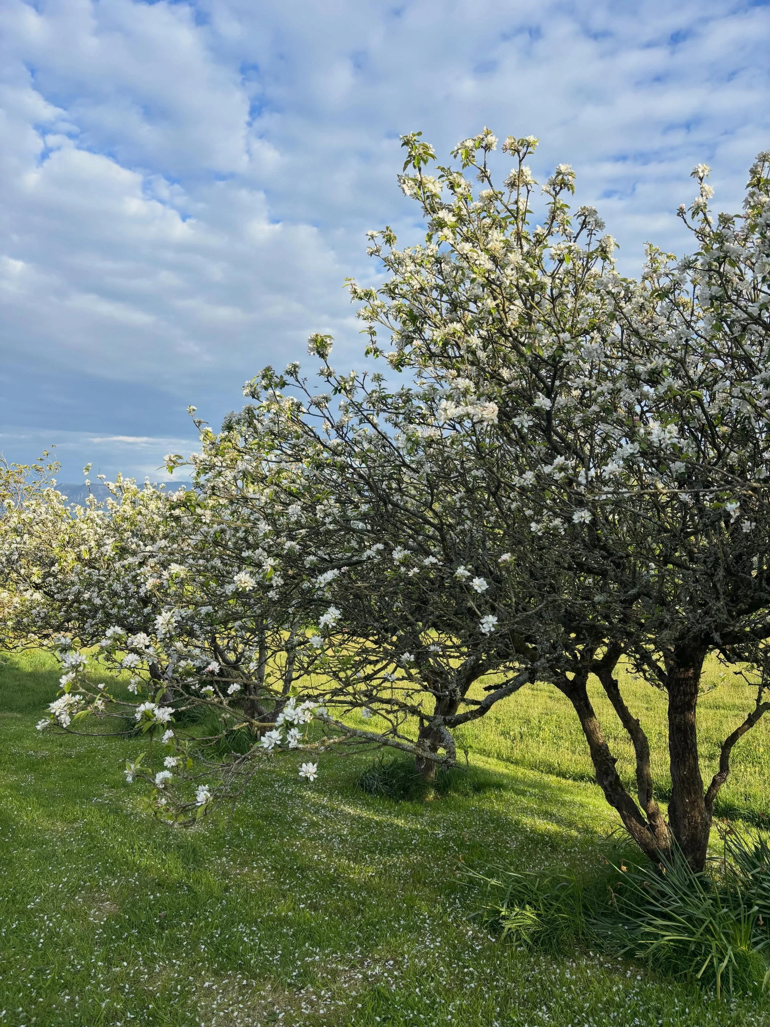 So much blossom!! Our Worchester Pearmain Apple trees in all their spring splendour. 
. . .
#plasbodfa #appletree #appleblossom #llangoed #northwales