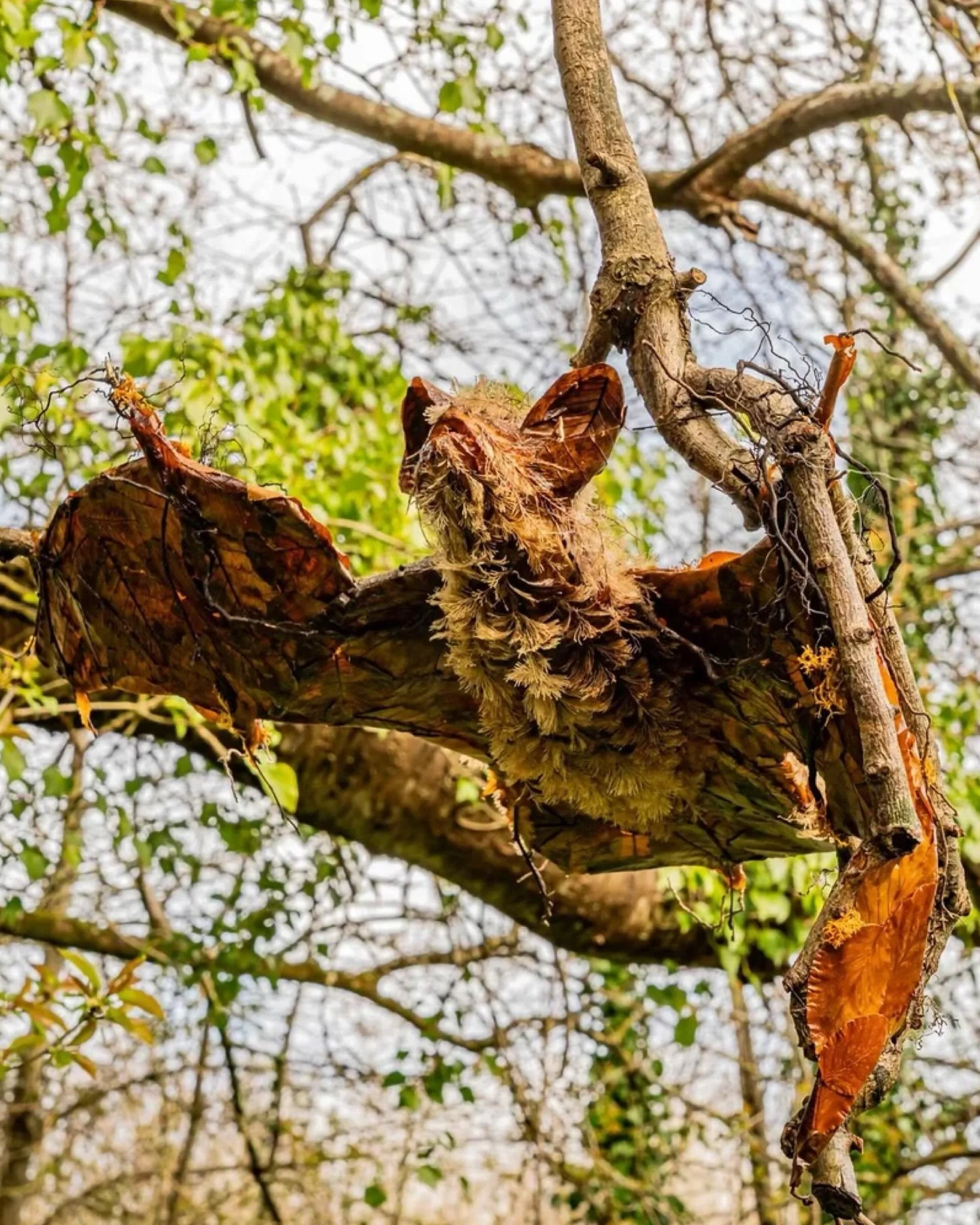 &lsquo;Illuminating Conservation&rsquo; by Angharad Ffion Martin Red Squirrels Trust Wales Commission &amp; Micro-residency 2026 @pwca_pren  an initiative of Plas Bodfa Projects

[Cymraeg yn y post blaenorol]

~ new art inspired by landscape, ecology