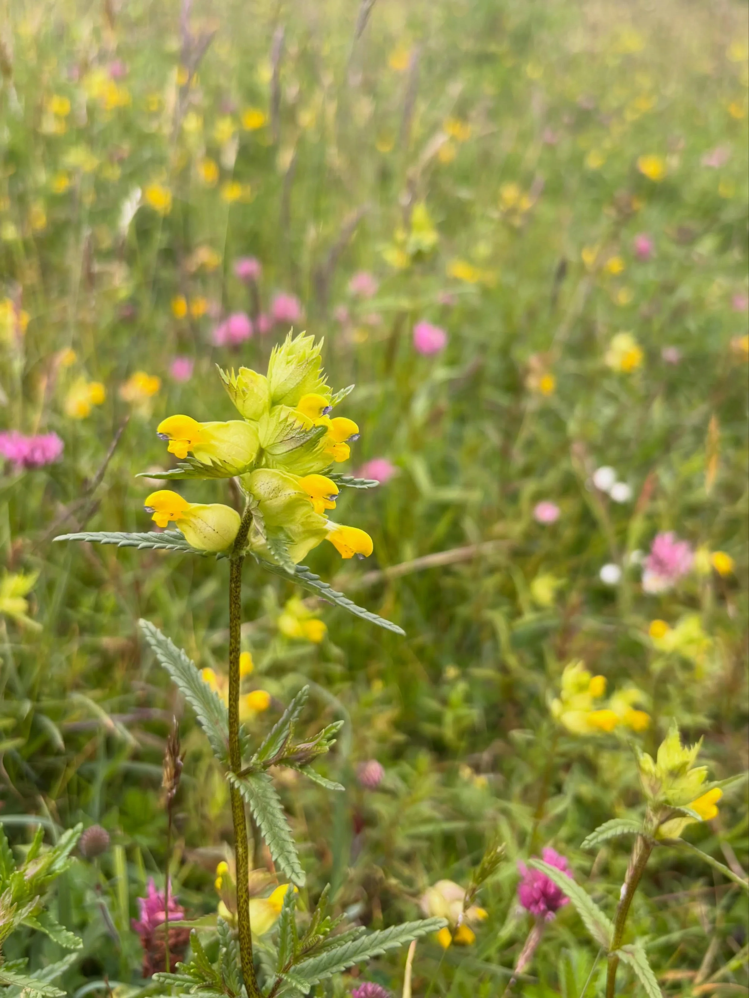 It&rsquo;s yellow rattle time! 
💛Cribell Felen - Arian y perth - Cribell y gweunydd - Bwyell y coed 💛 such rich imagery in Cymraeg! 

Plus red clover, bird&rsquo;s- foot trefoil, the first daisy and the loooovely silver cinquefoil. Eight years afte