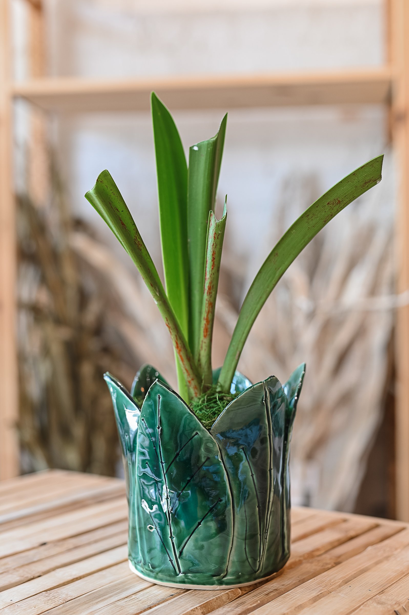 Seasonal Bloom! Ceramic Amaryllis Pot Workshop || November 11th