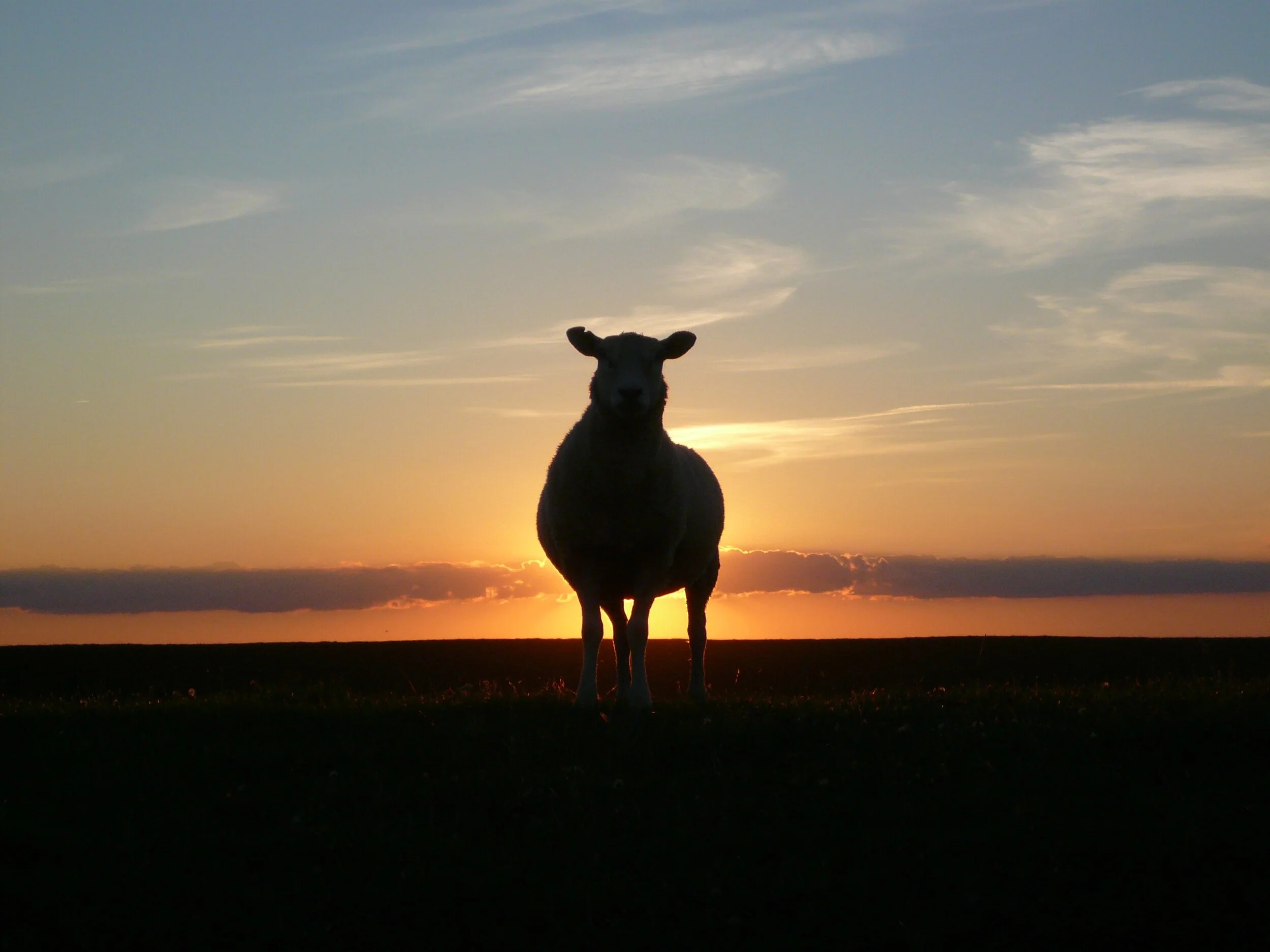 Letters to the 100th Sheep 2: His Voice