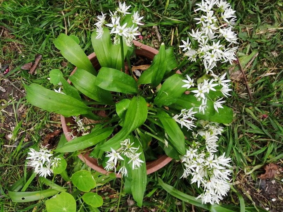 Wild garlic