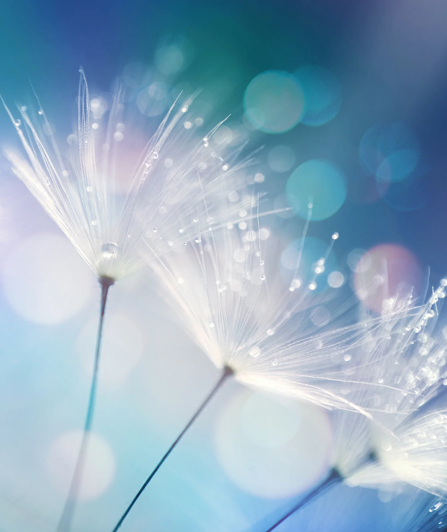 best-portland-oregon-freedom-massage-blue-dandelion-seeds.jpeg