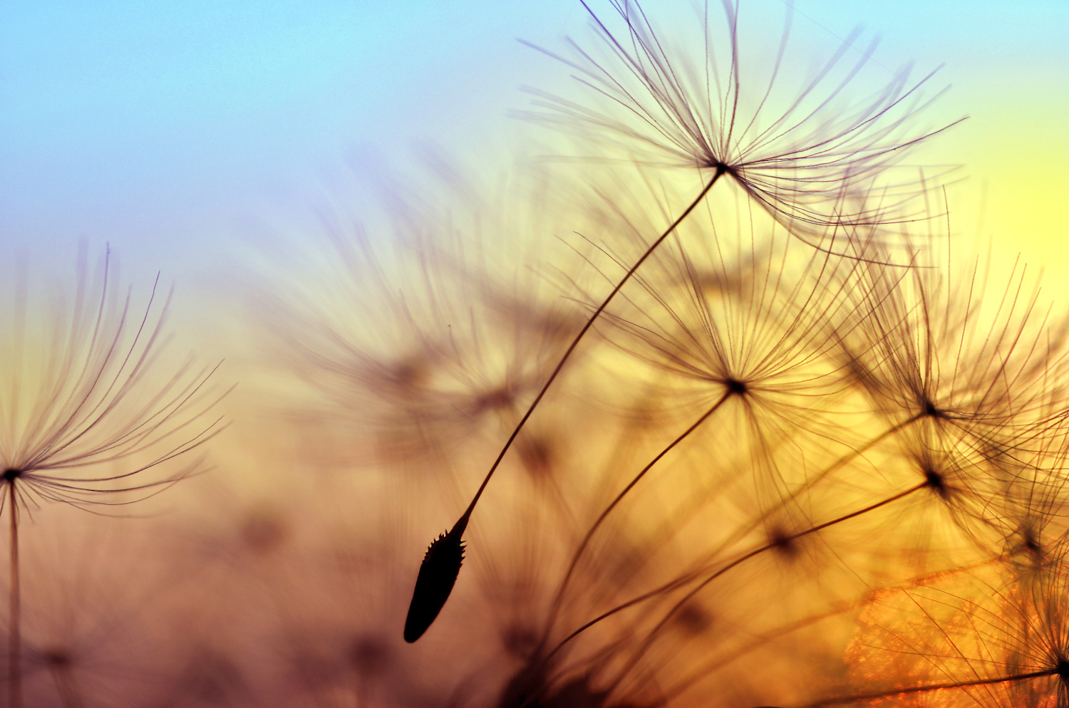 freedom-massage-book-an-appointment-dandelion-golden-glow.jpeg