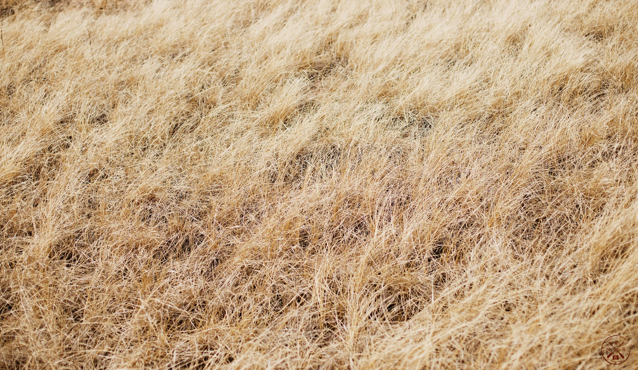 Park Point Dune Grass