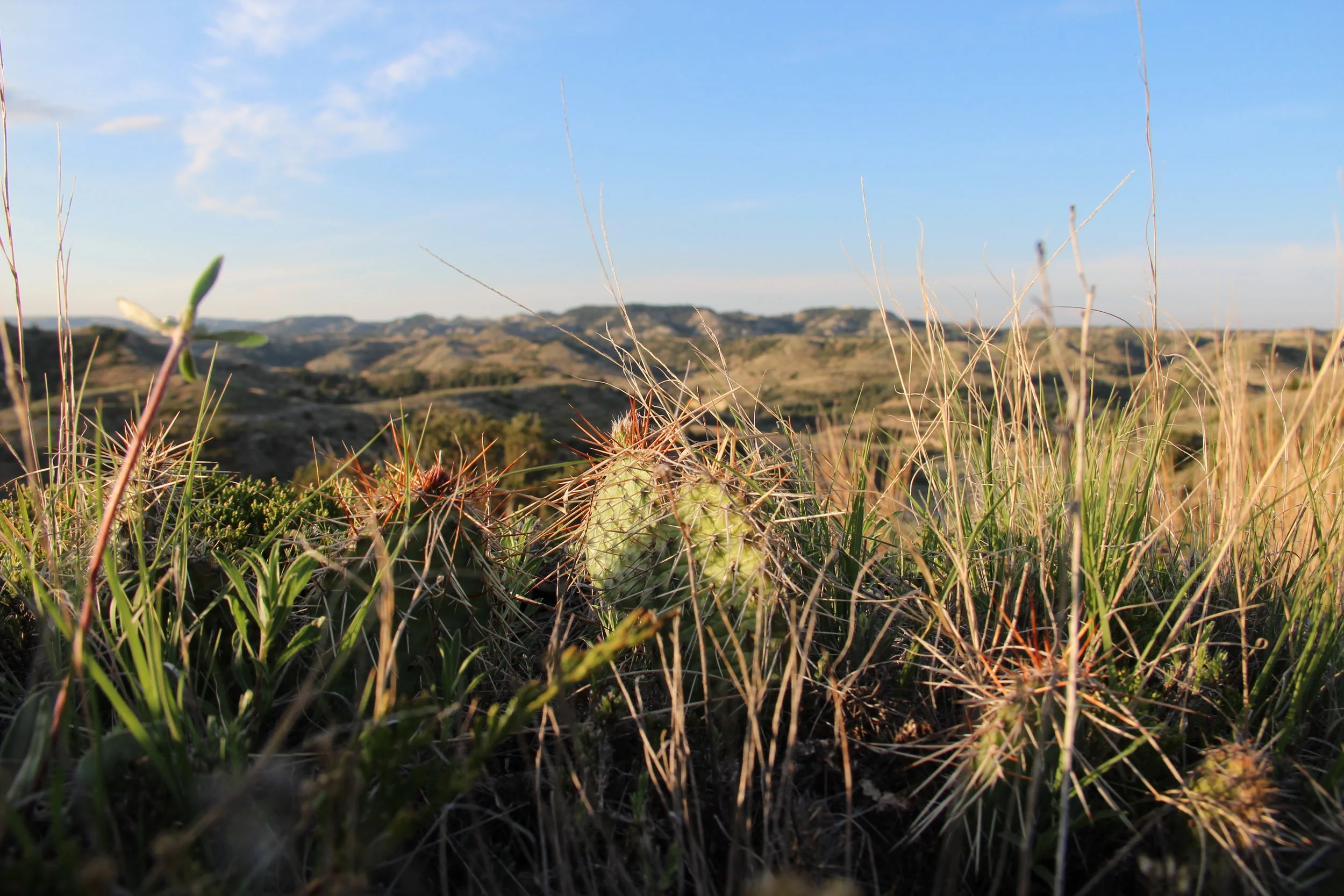 Theodore Rosevelt National Park