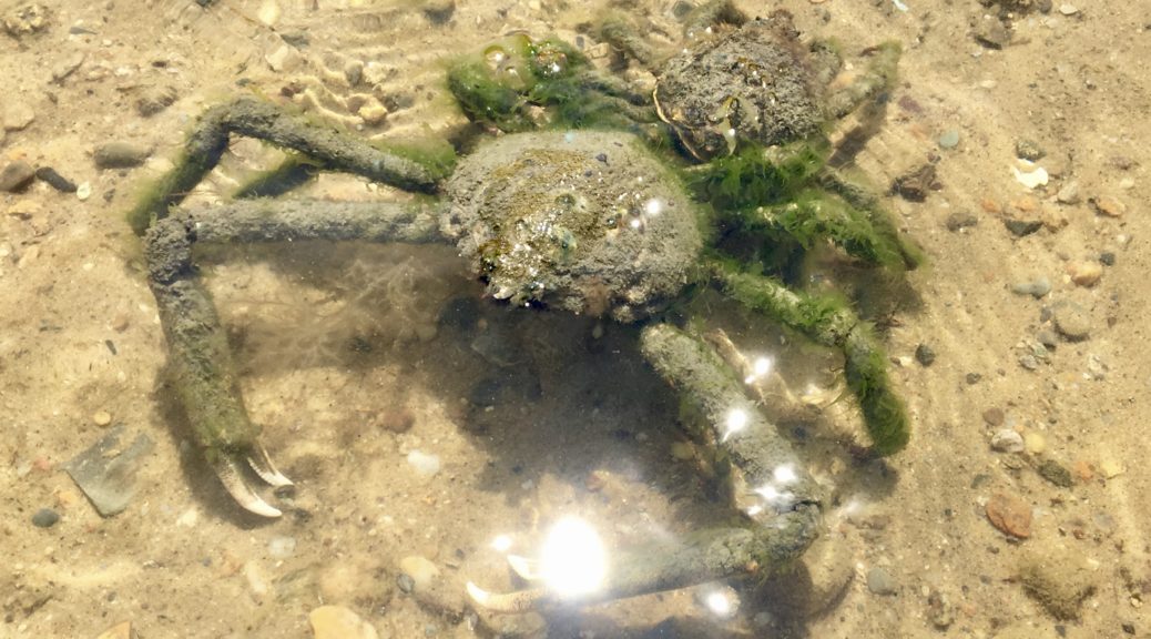 Living Camouflage Spider Crabs And Algae Uniting Unbound