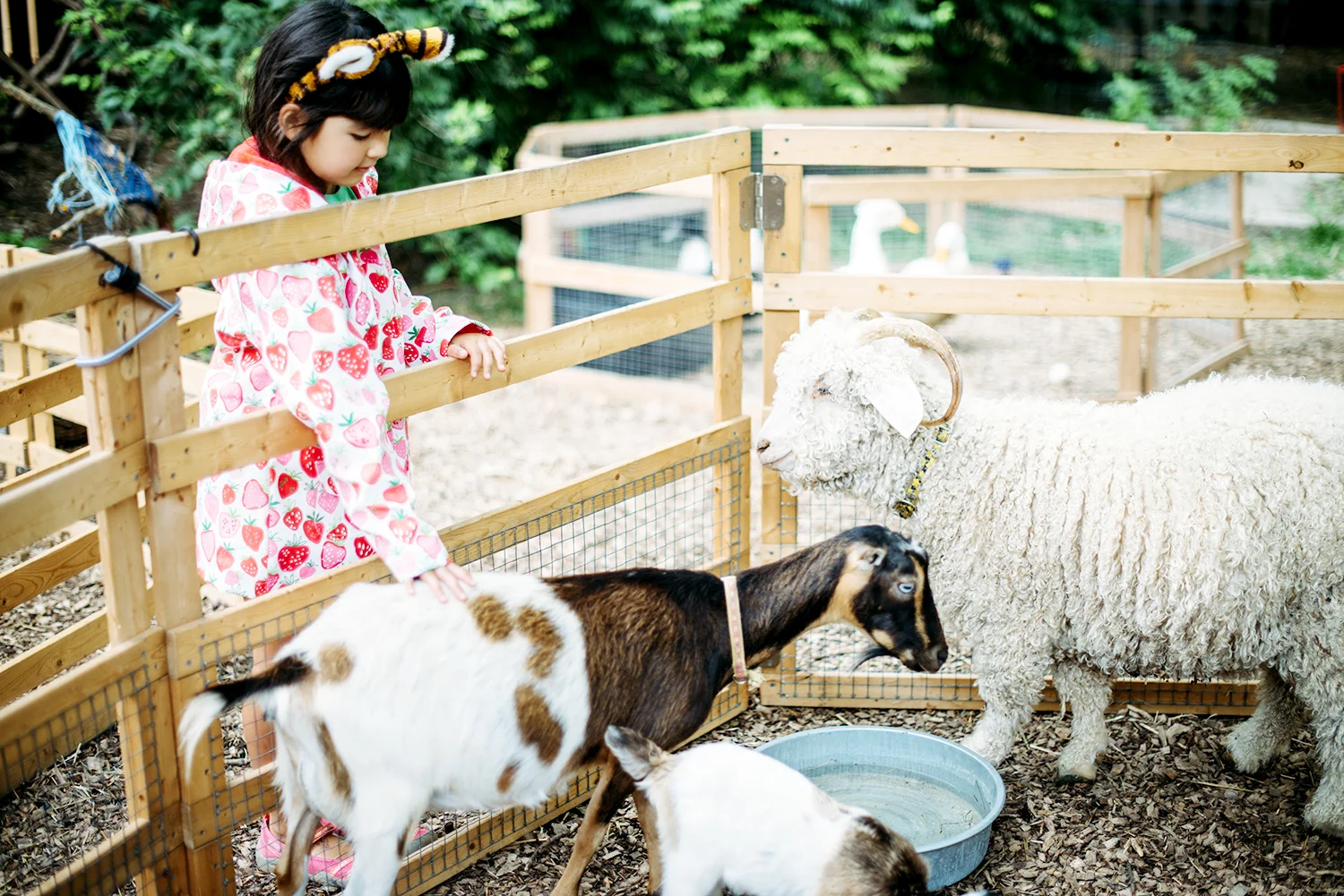Bring the farm to you.jpg