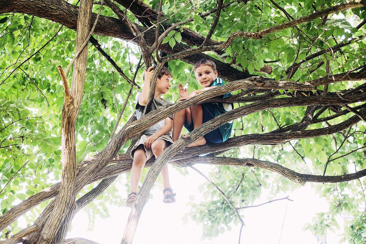 children on tree branches.jpg