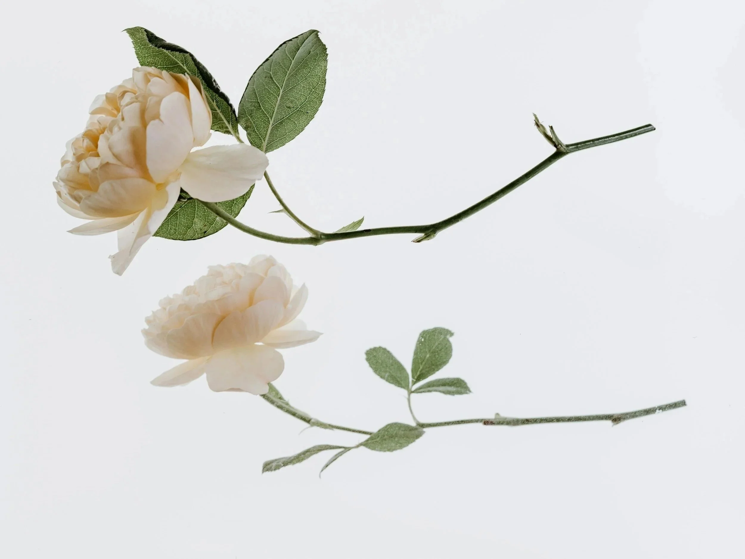 LIEDER RECITAL