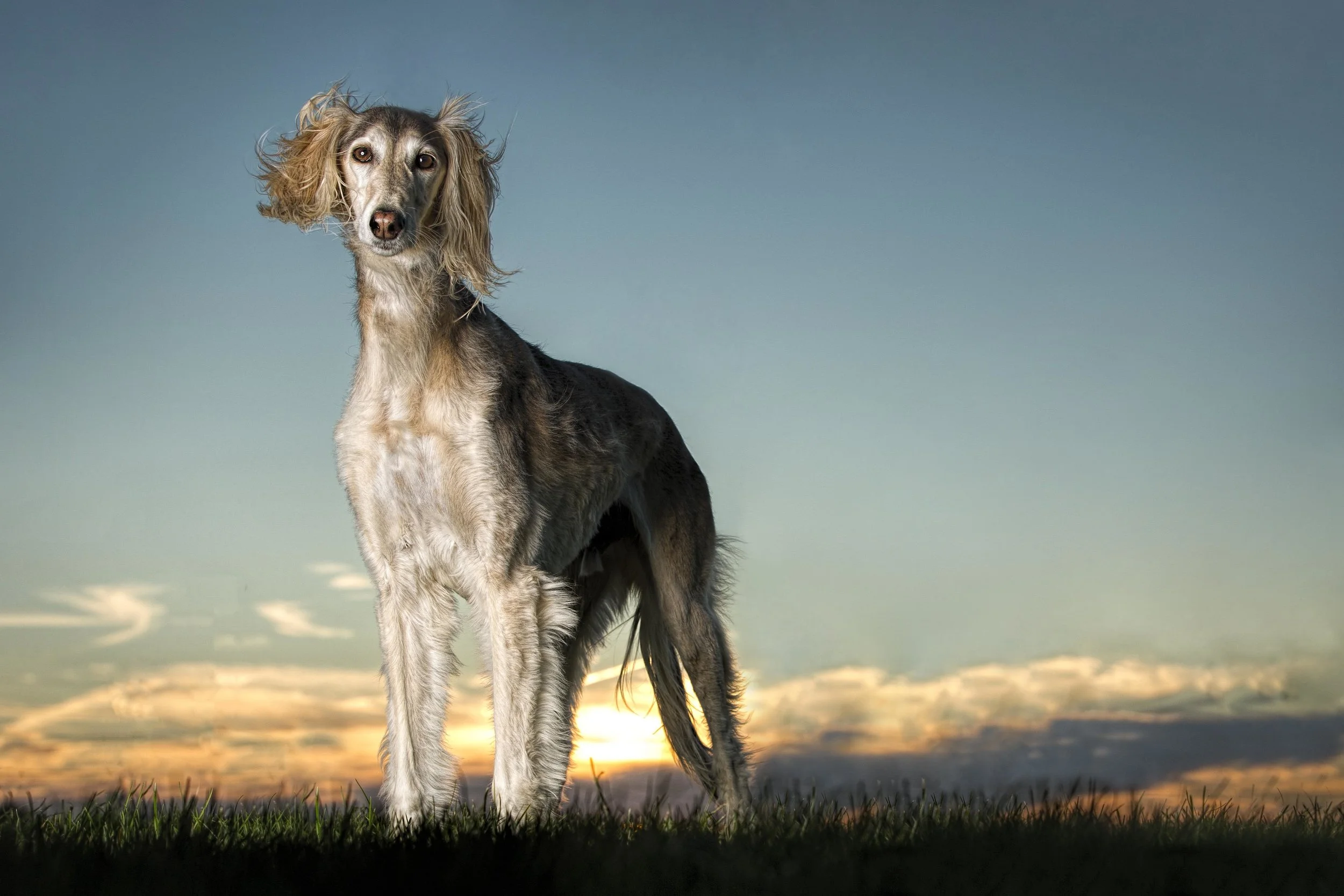 saluki2.jpg