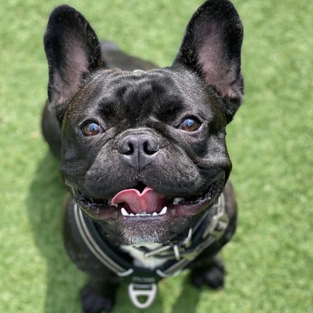 fransk bulldog, gymdog, golfhund, skihund