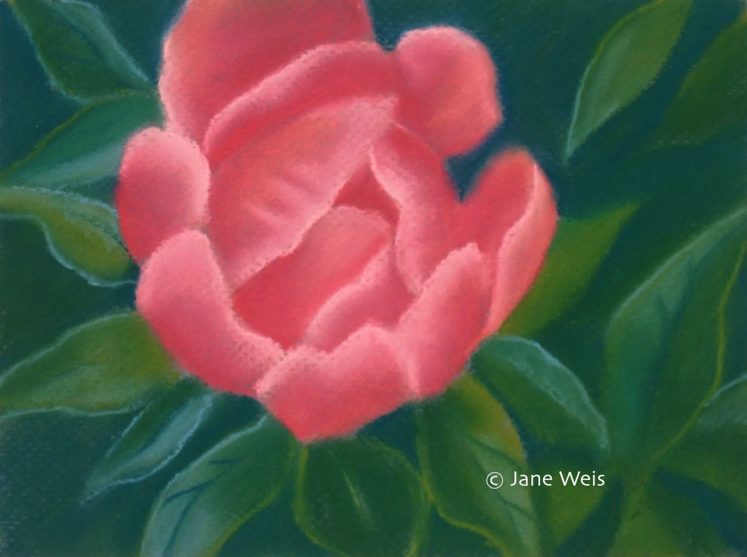 PEONY
