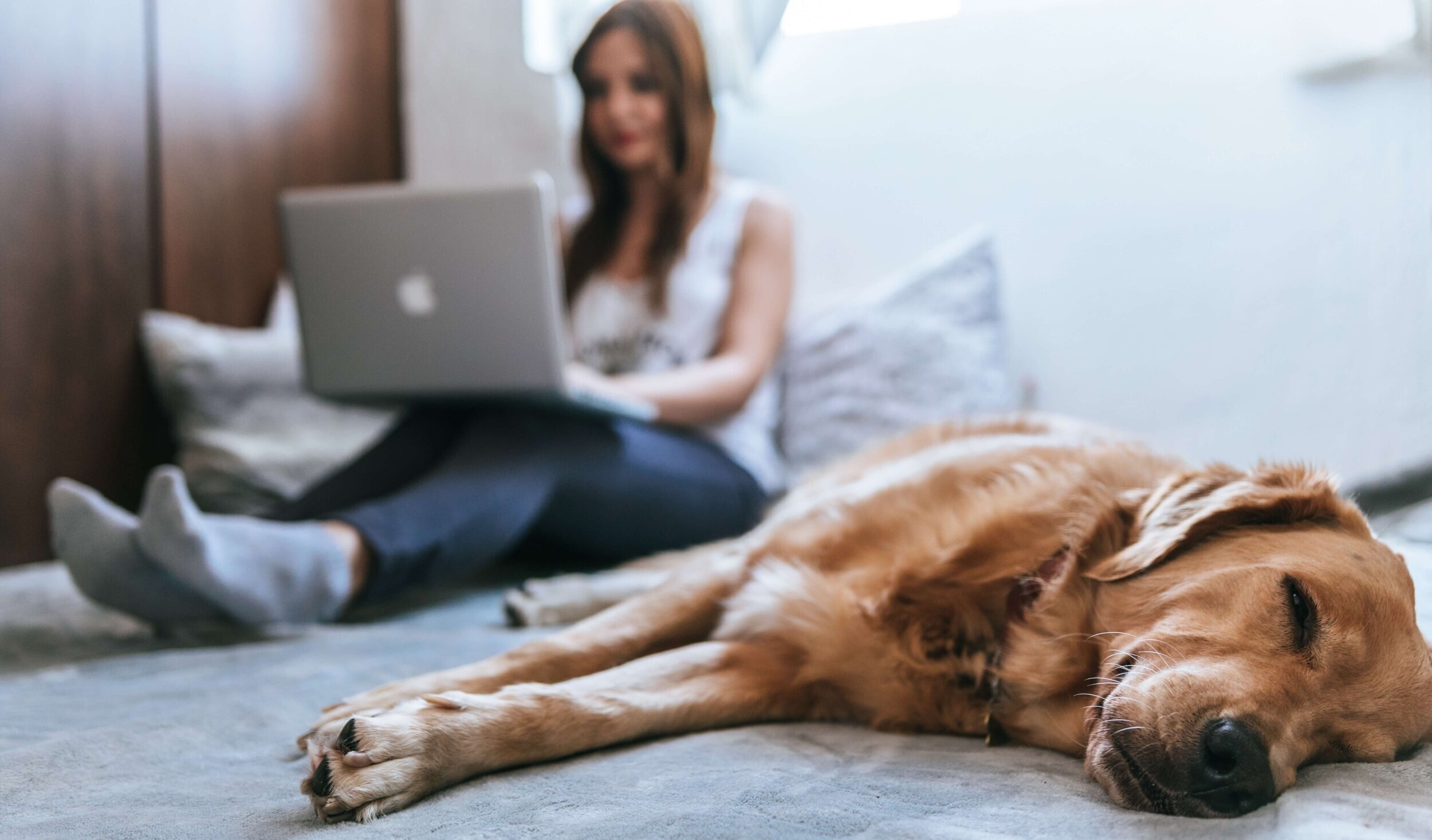 dog psychotherapy