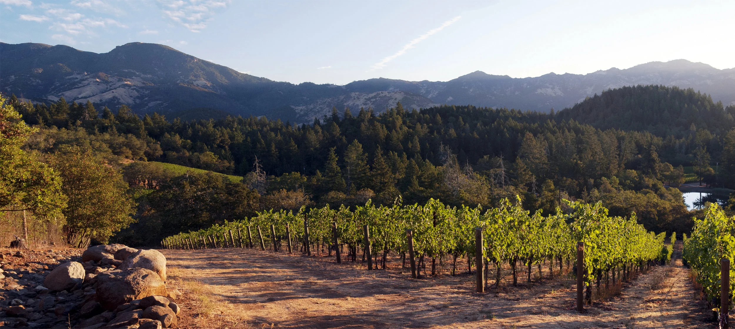 Treva's Vineyard at Dawn.jpg