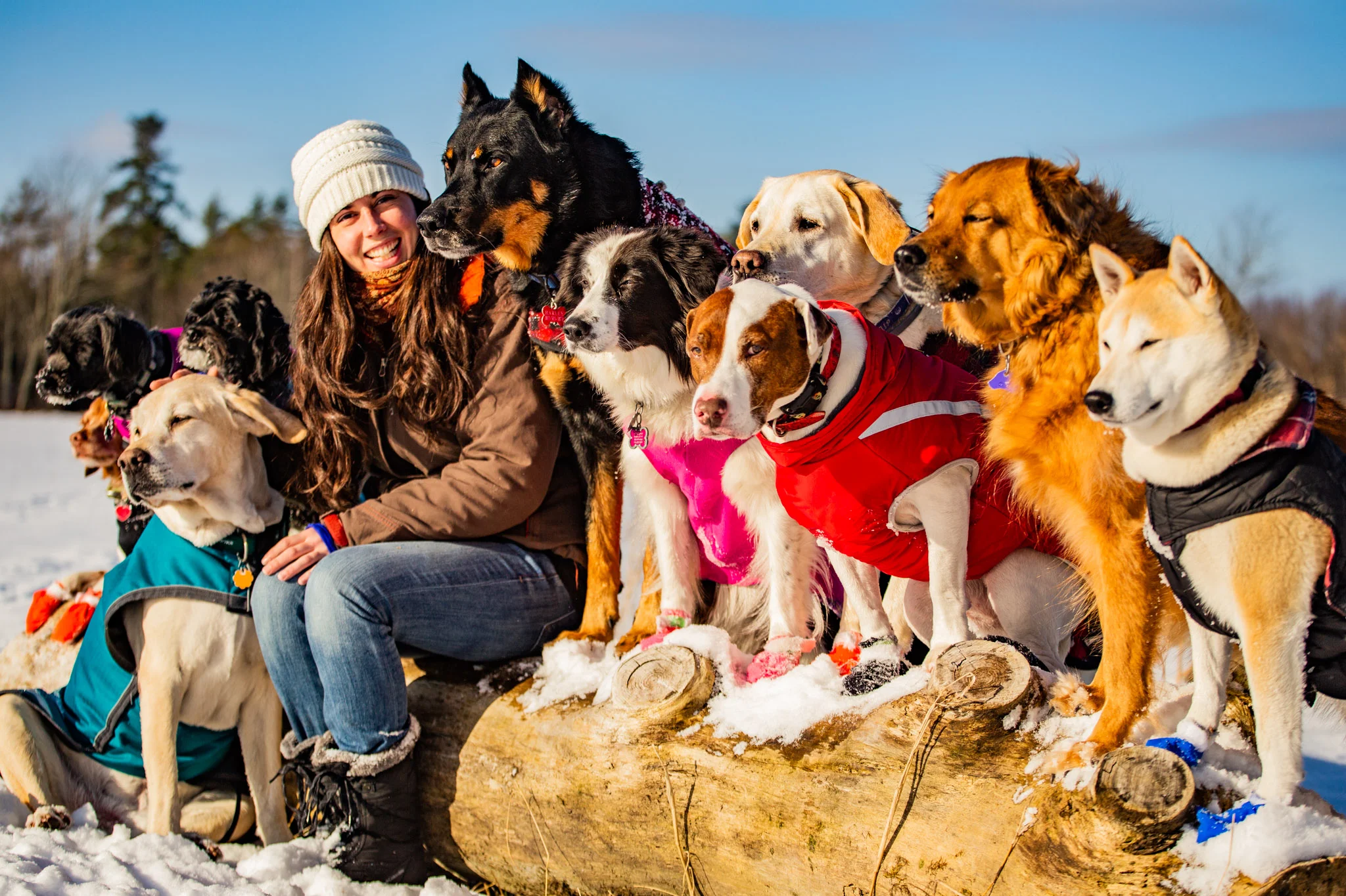 pet camp near me