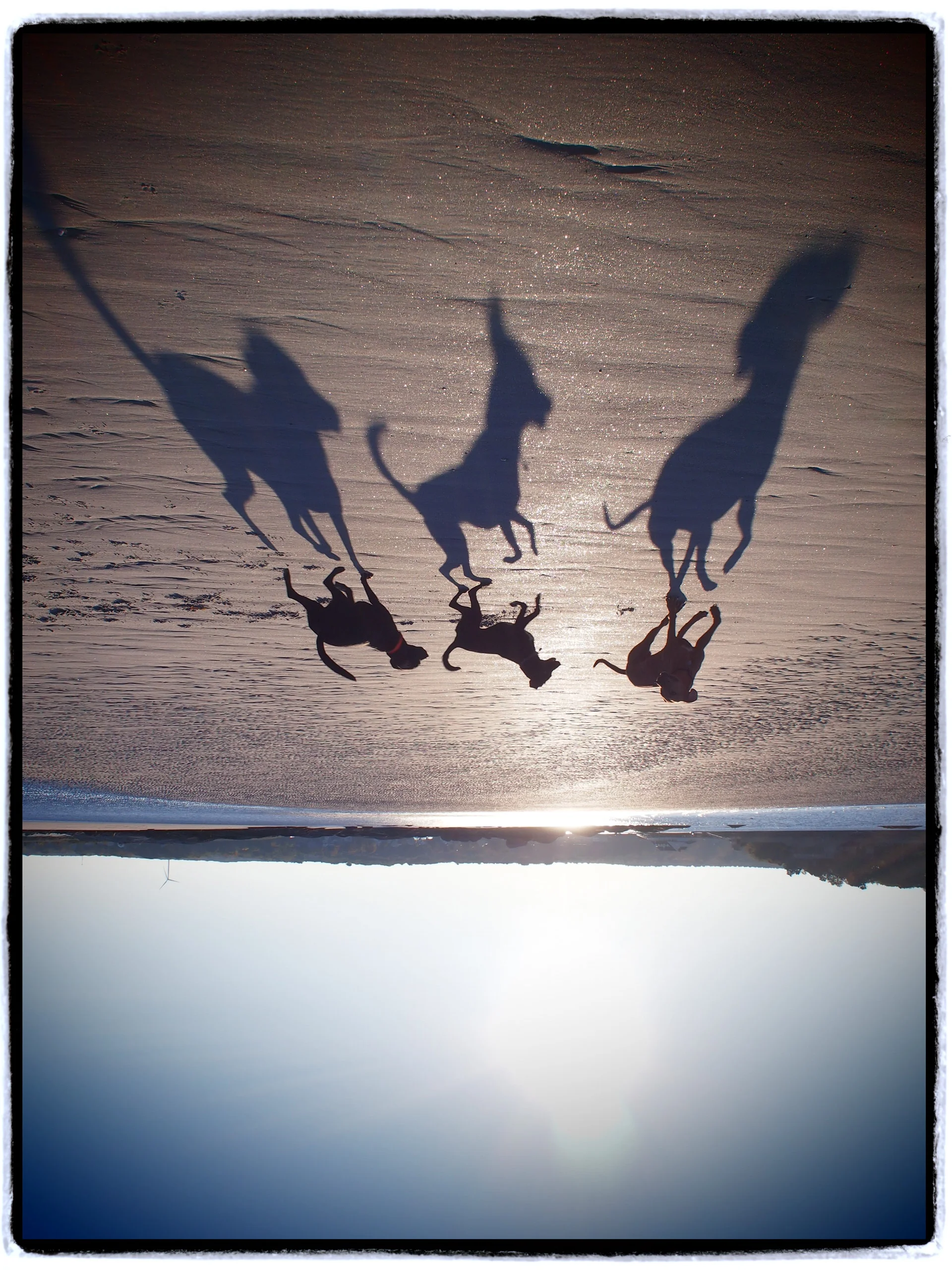 Timmy Q and G on beach 096.JPG