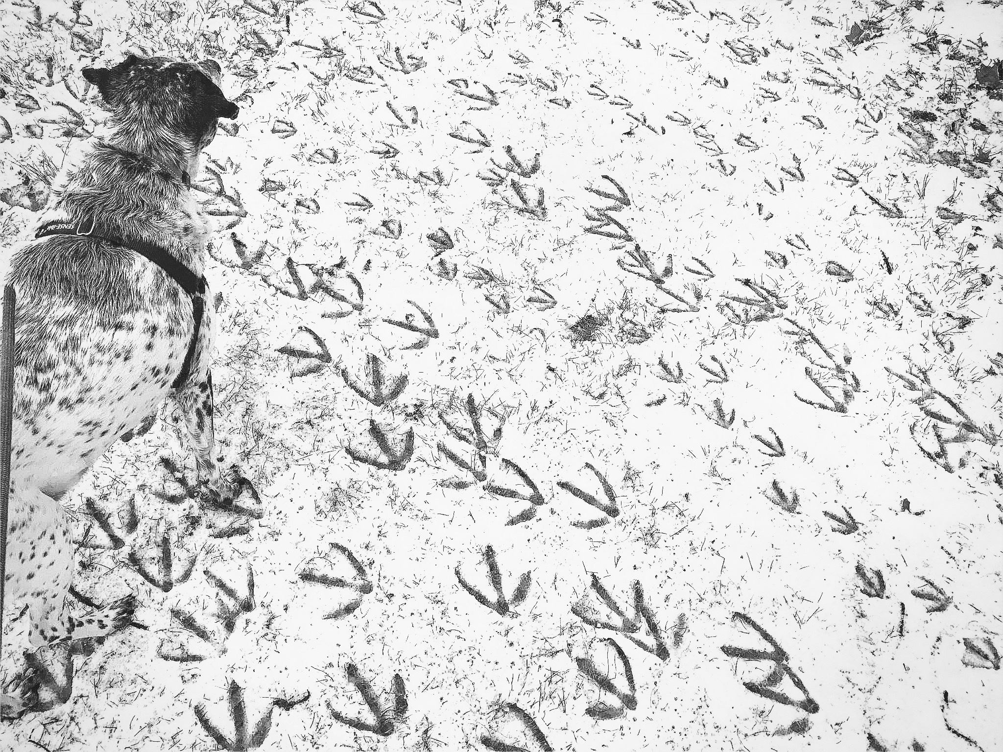 Maya’s tracking skills were top notch
