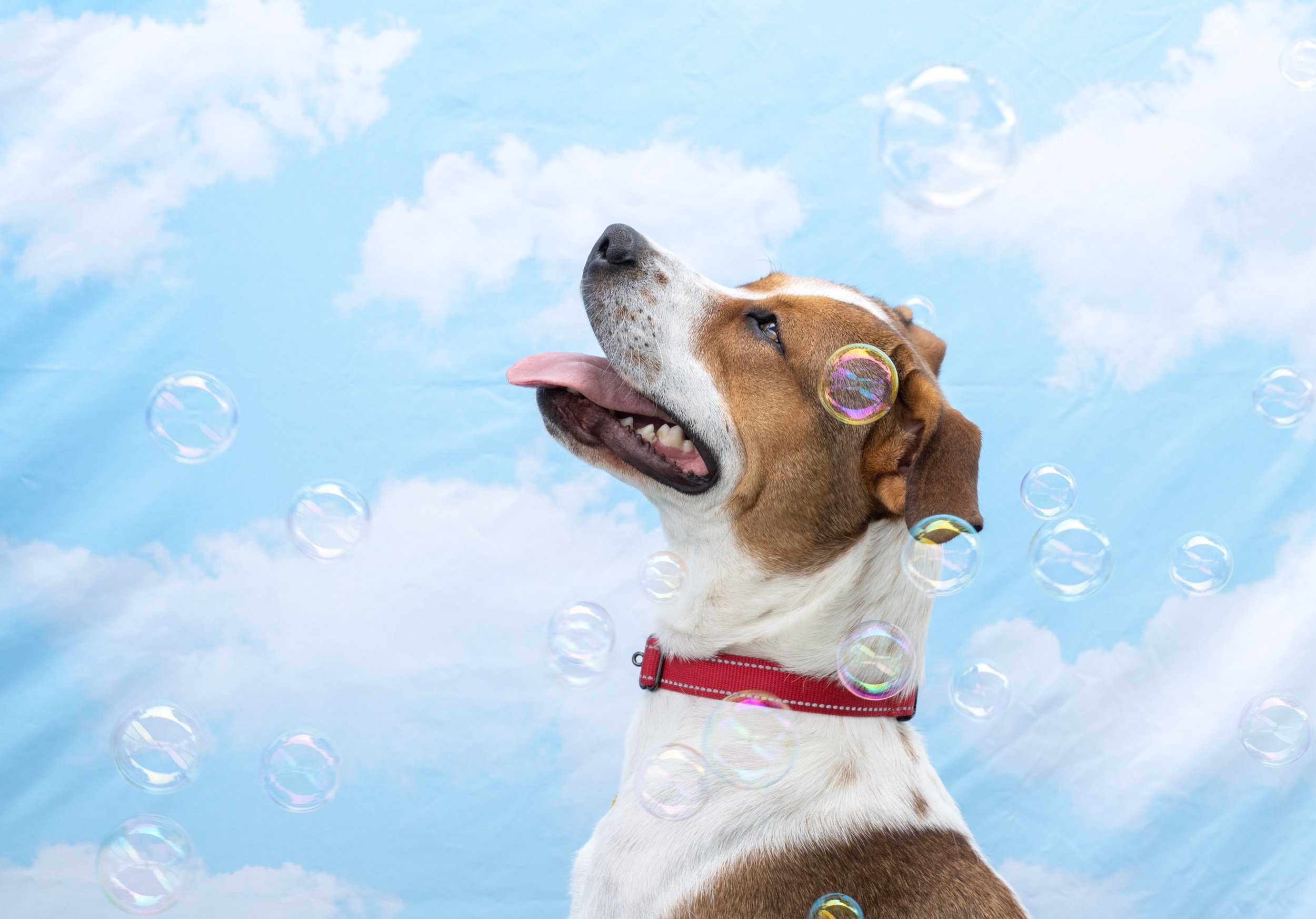 bubbles-35.jpeg