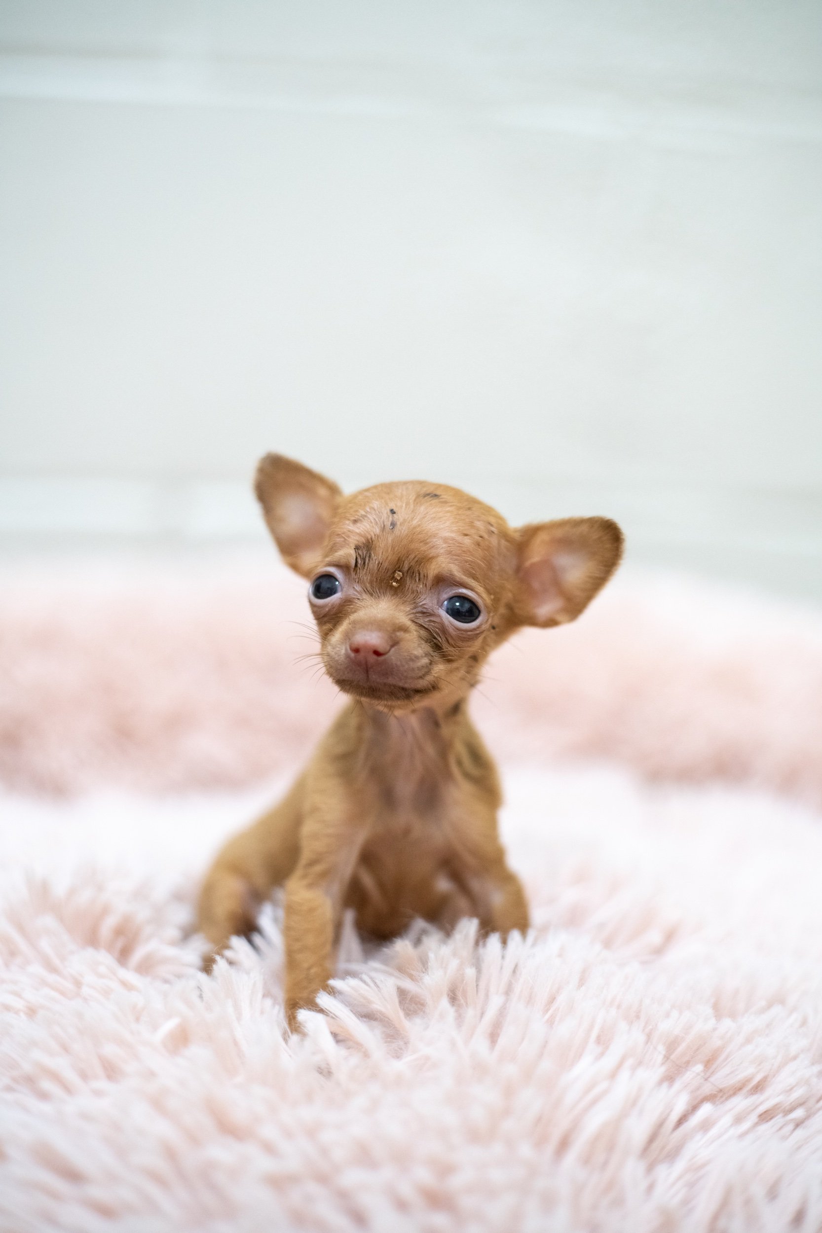 chihuahuababyaliens-24.jpeg