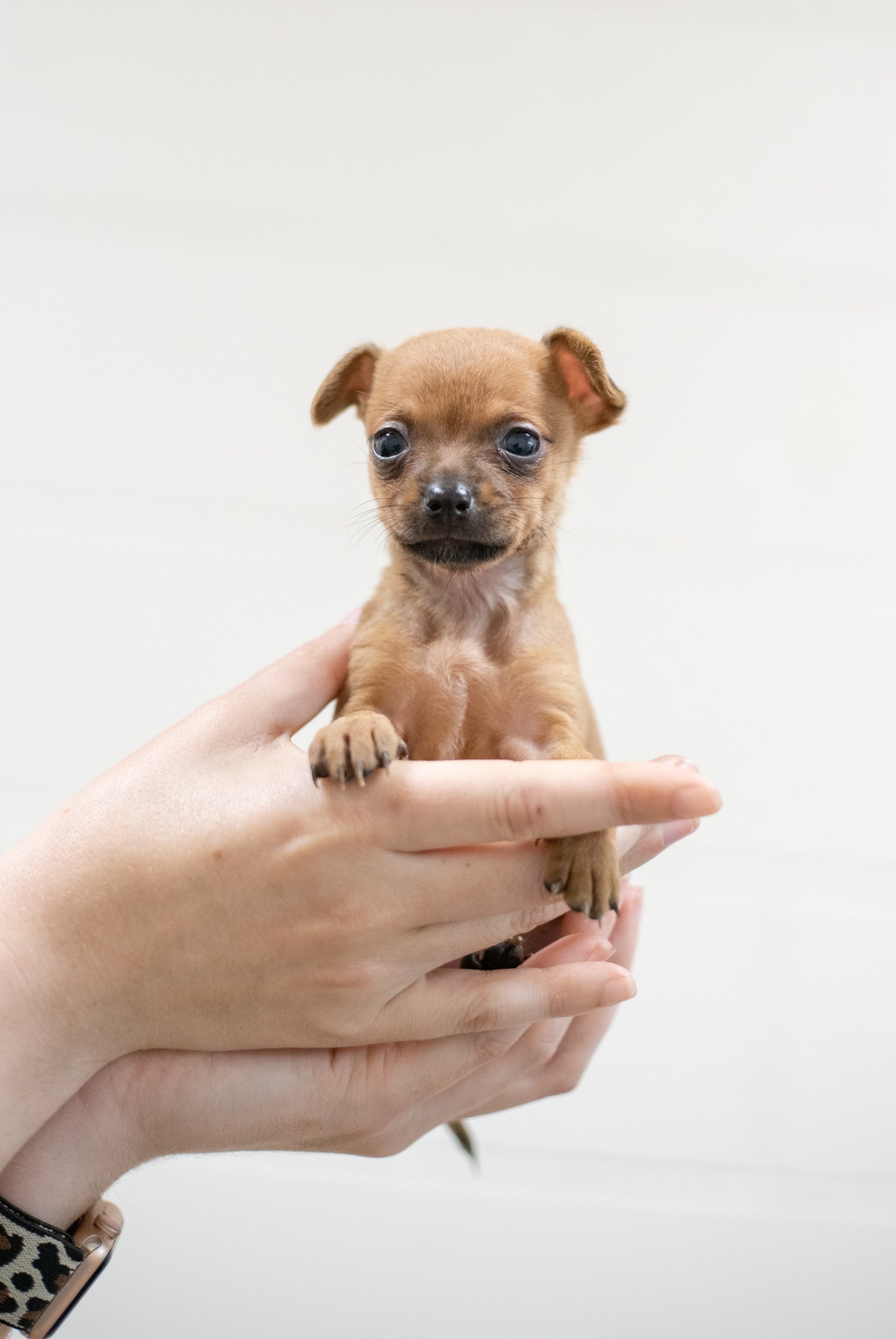 chihuahuababyaliens-32.jpeg