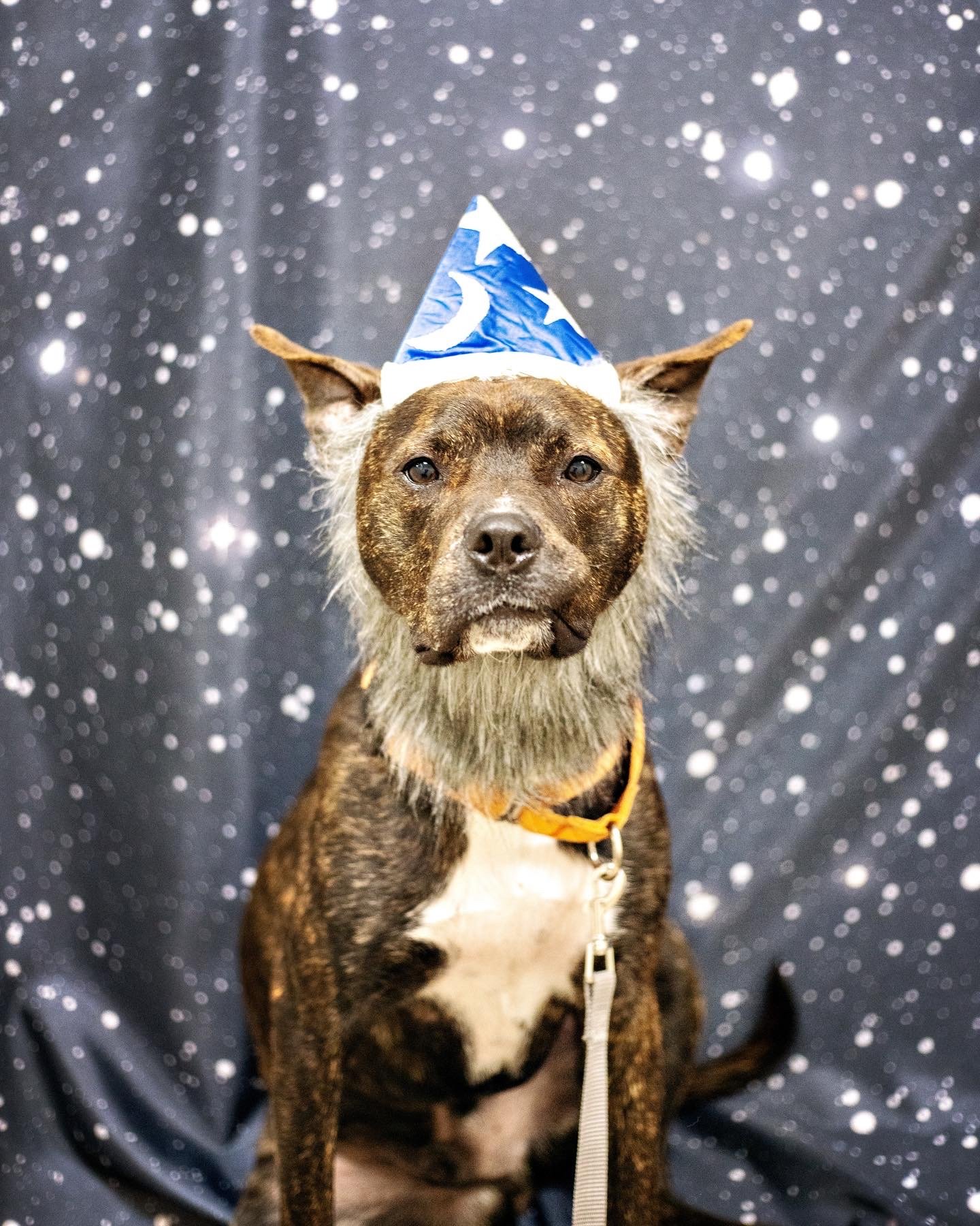 Wizard