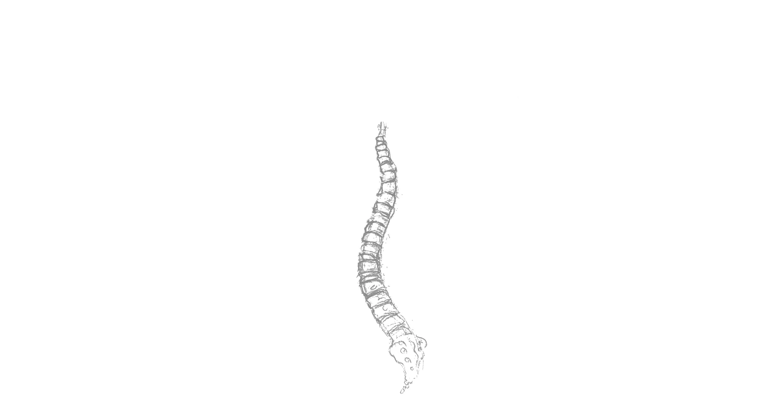 Kington Chiropractic and Physiotherapy Spine.jpg