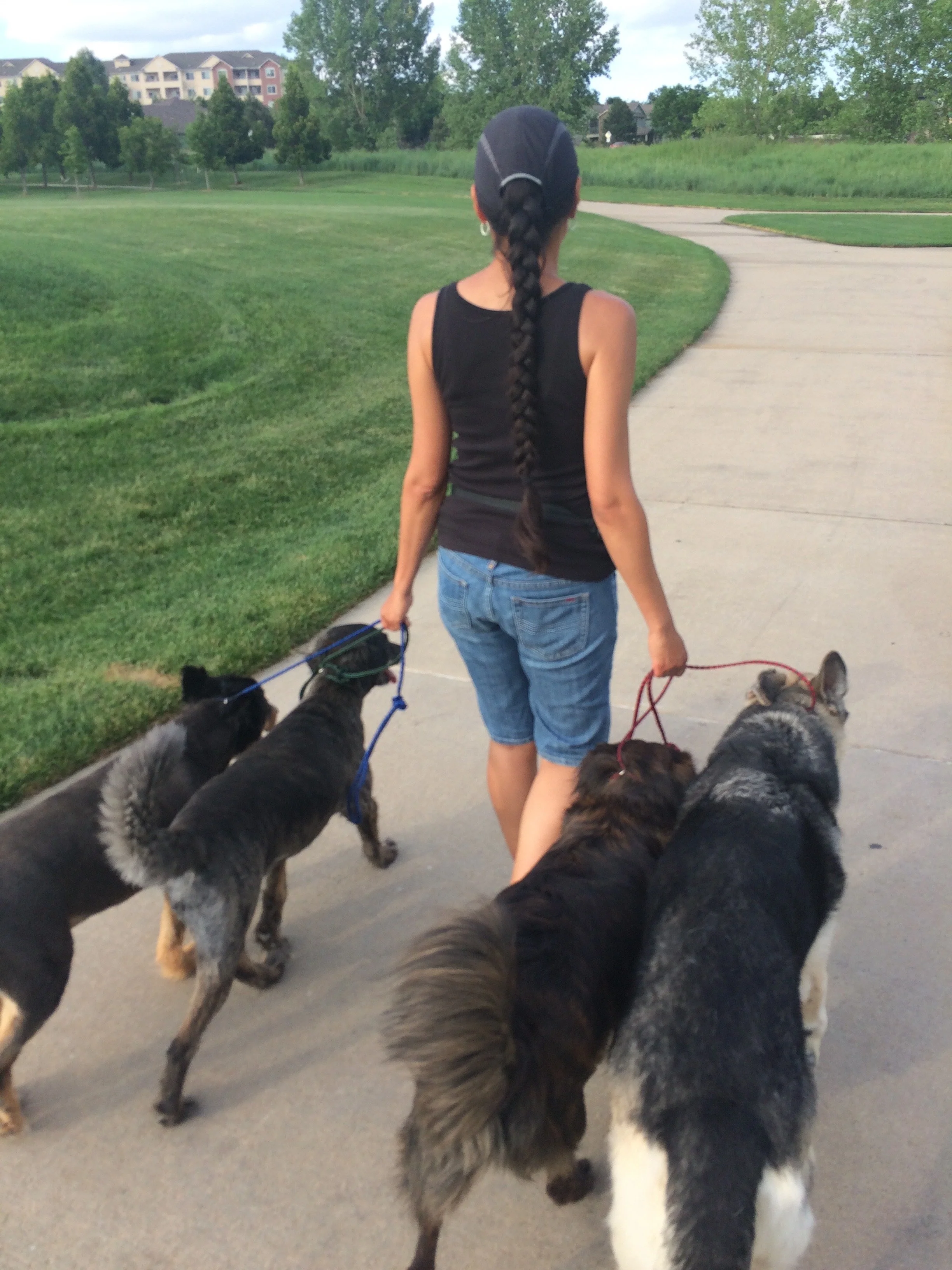 cesar millan walking a puppy