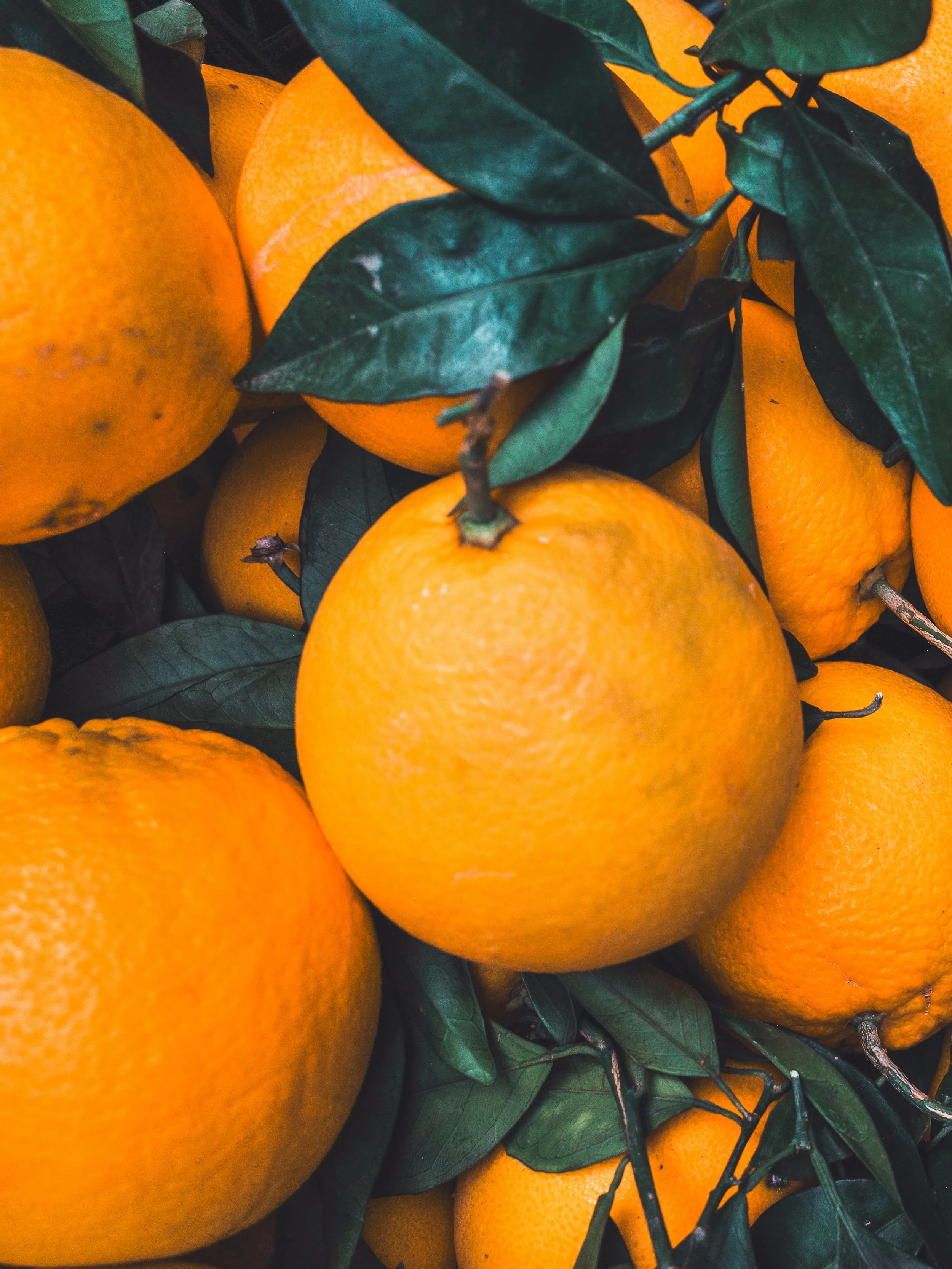 Close-up of several oranges with green leaves still attached to the branches.