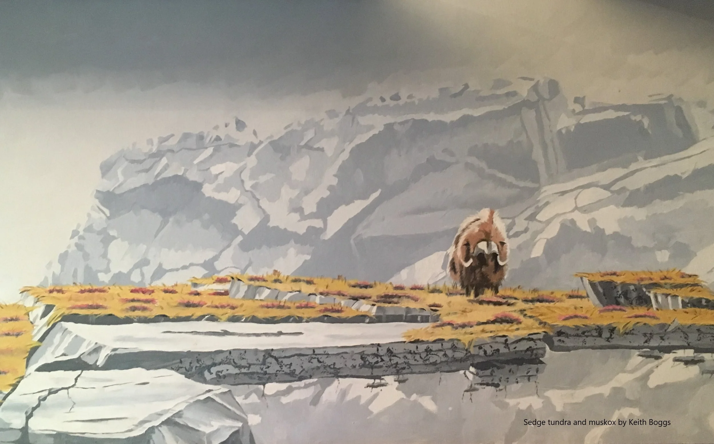 Sedge tundra and muskox