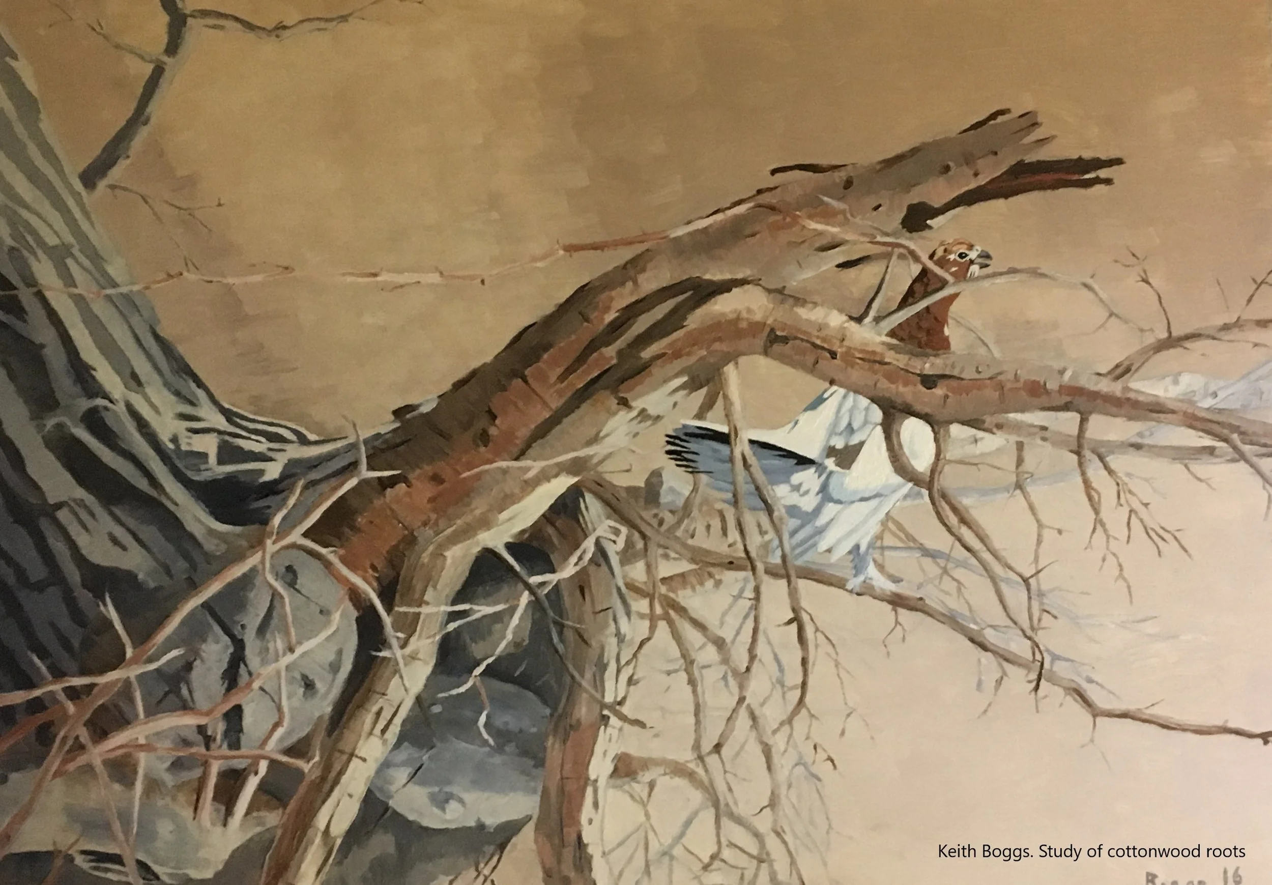 Study of cottonwood roots. 2 x 2.5 ft
