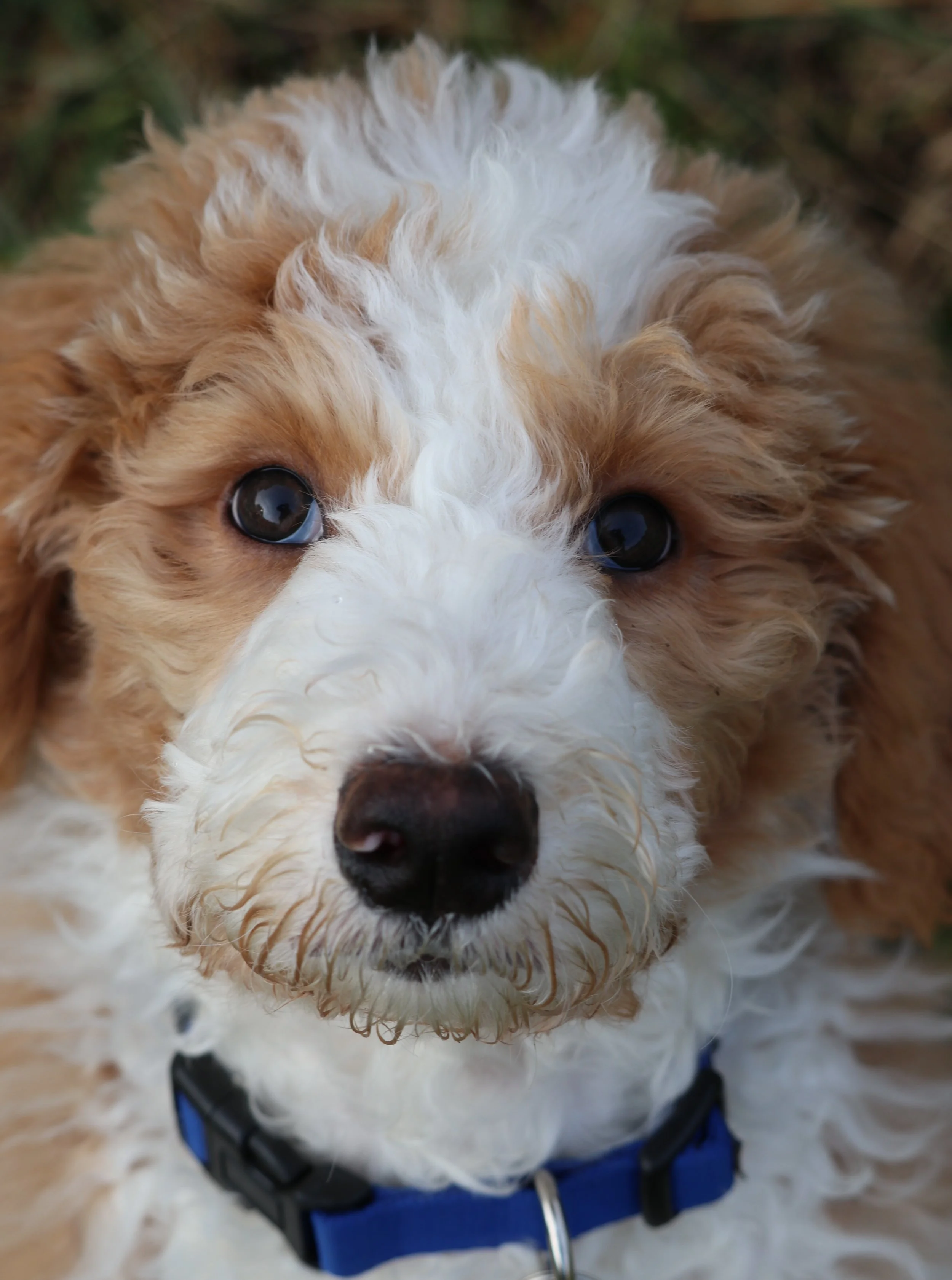 sam up close.JPG
