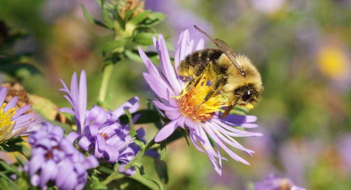 Aster-Bee-720x390.jpg