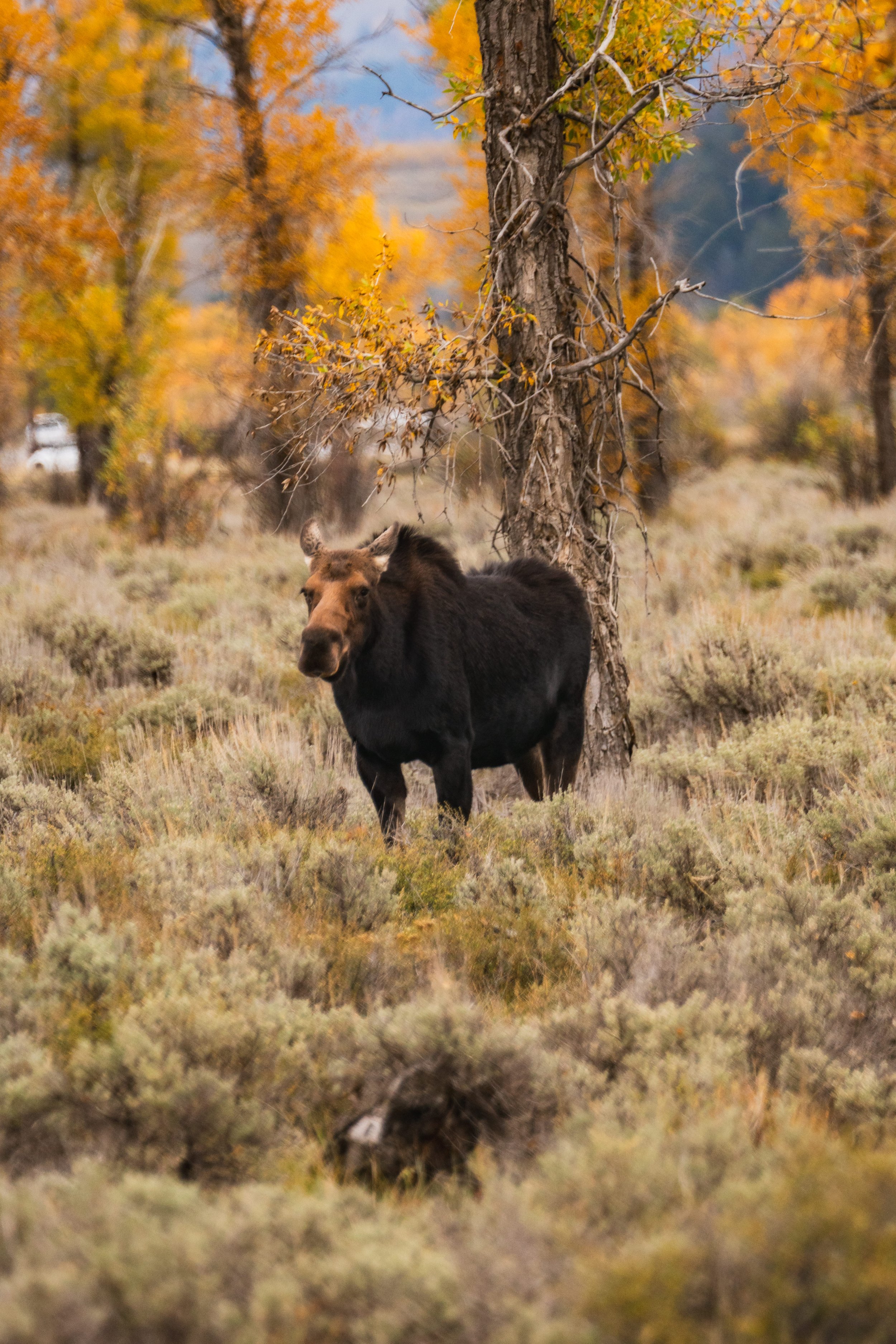 TetonsYellowstoneWebsite-31.jpg