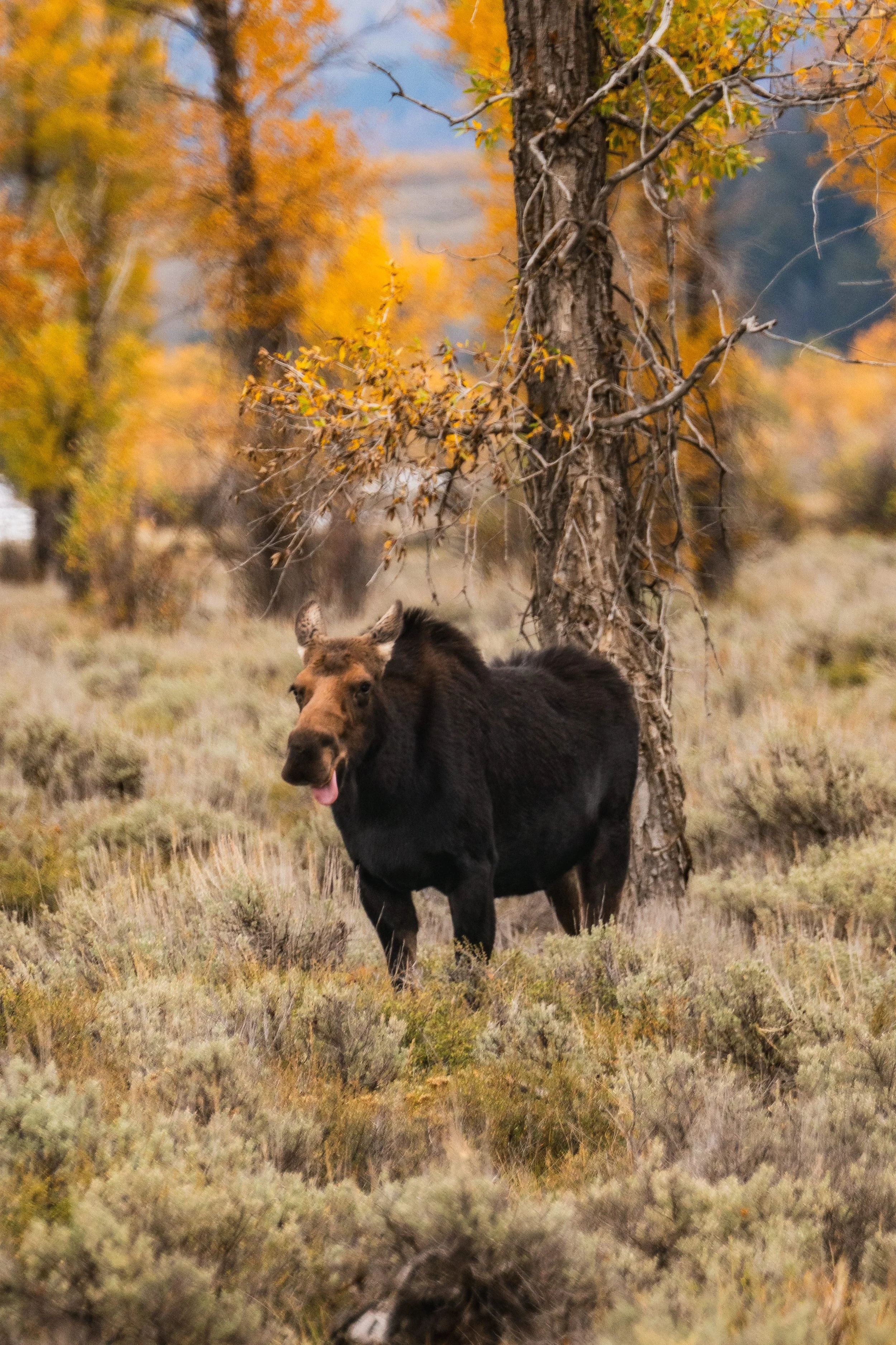 TetonsYellowstoneWebsite-32.jpg