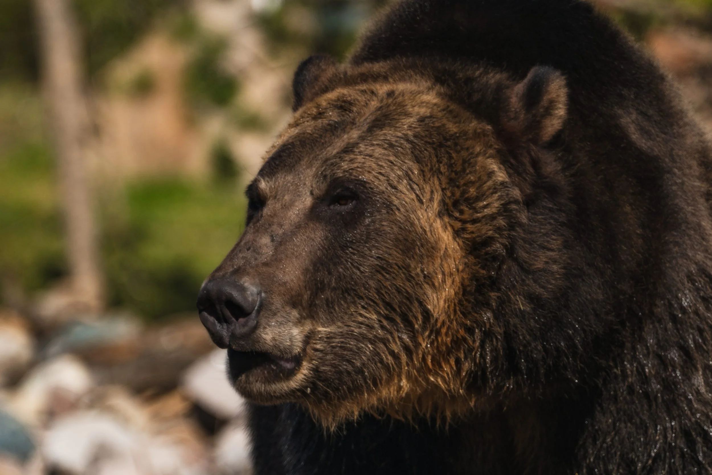 TetonsYellowstoneWebsite-63.jpg