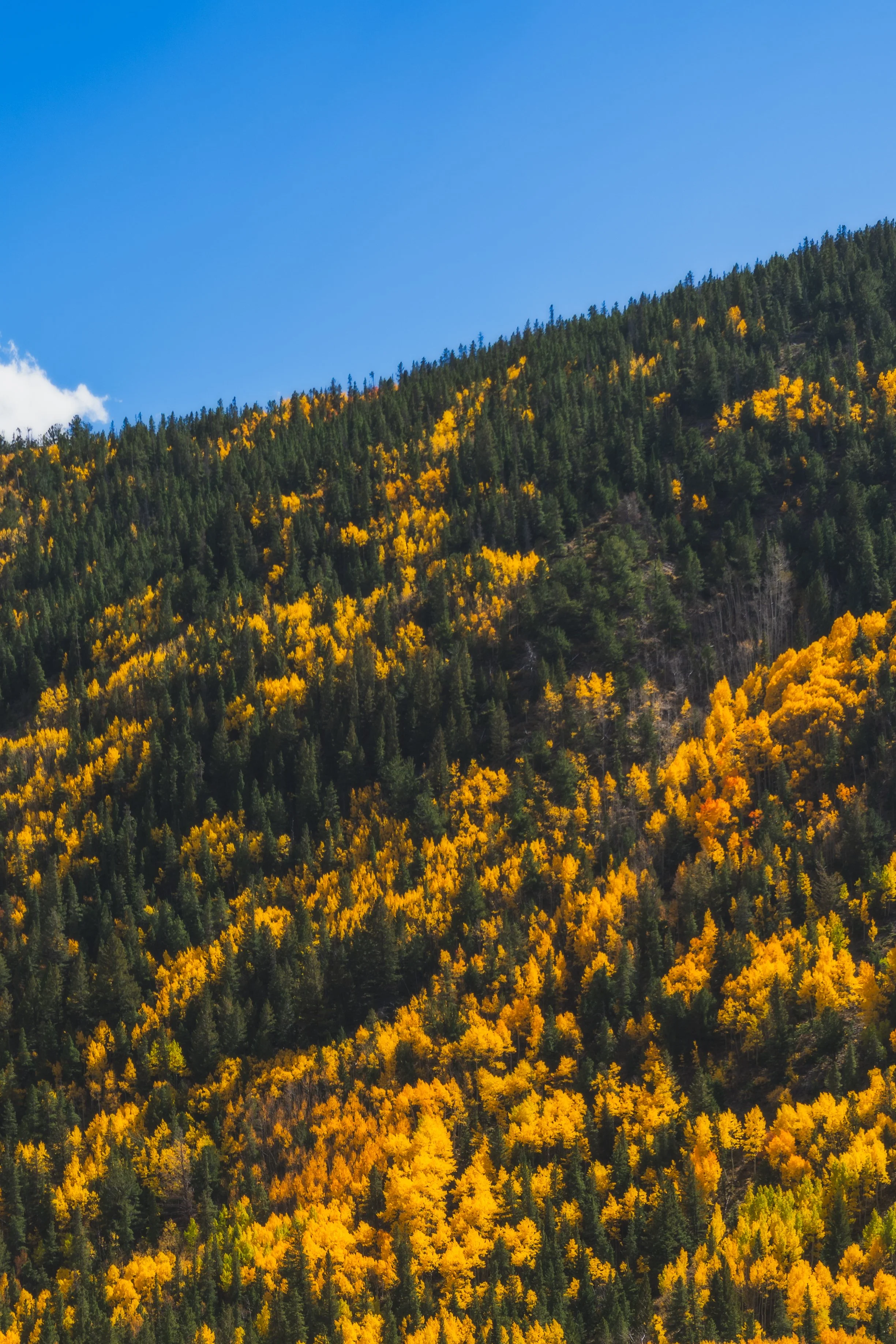 LakeCityFallPhotos2025-1.jpg