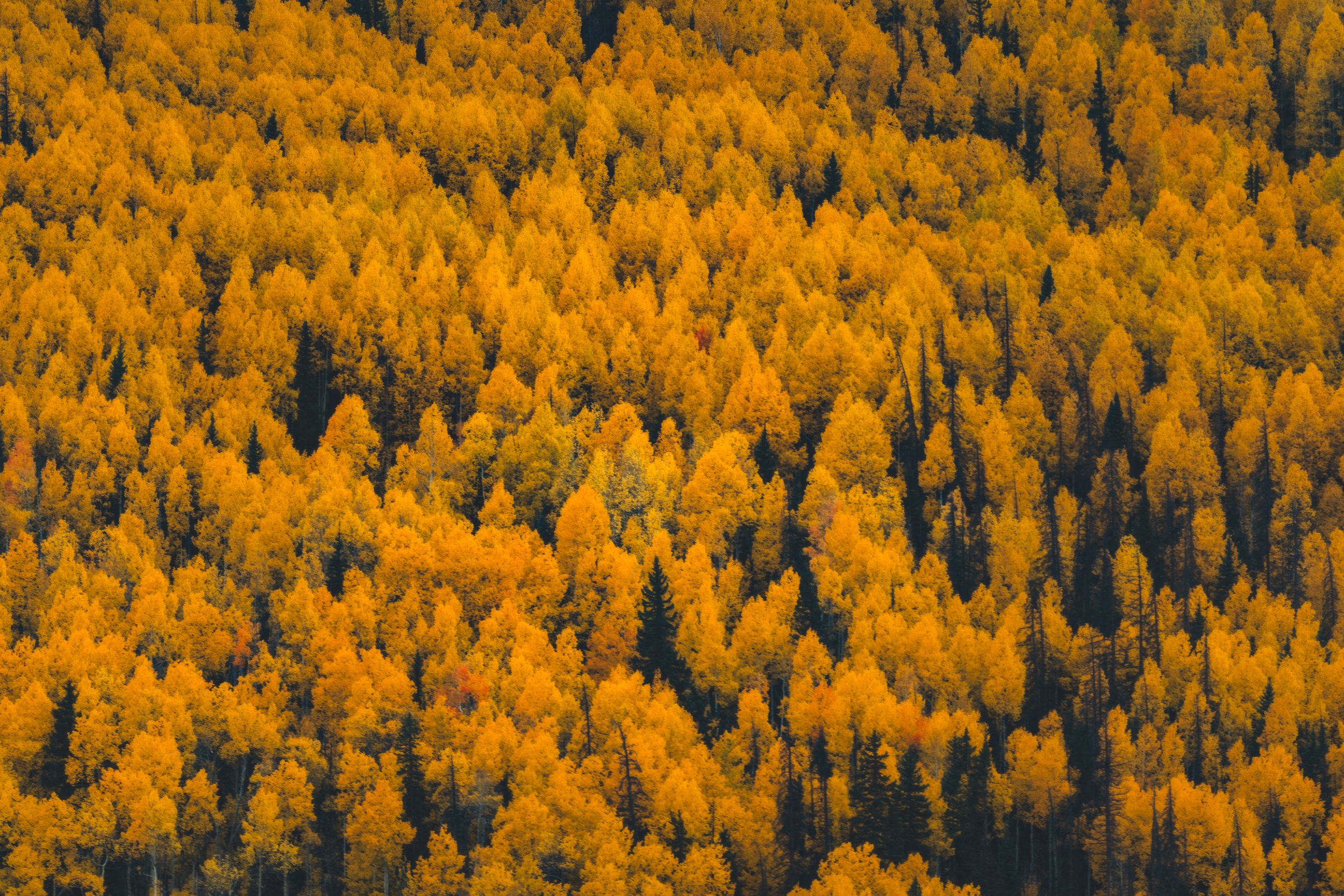 LakeCityFallPhotos2025-8.jpg