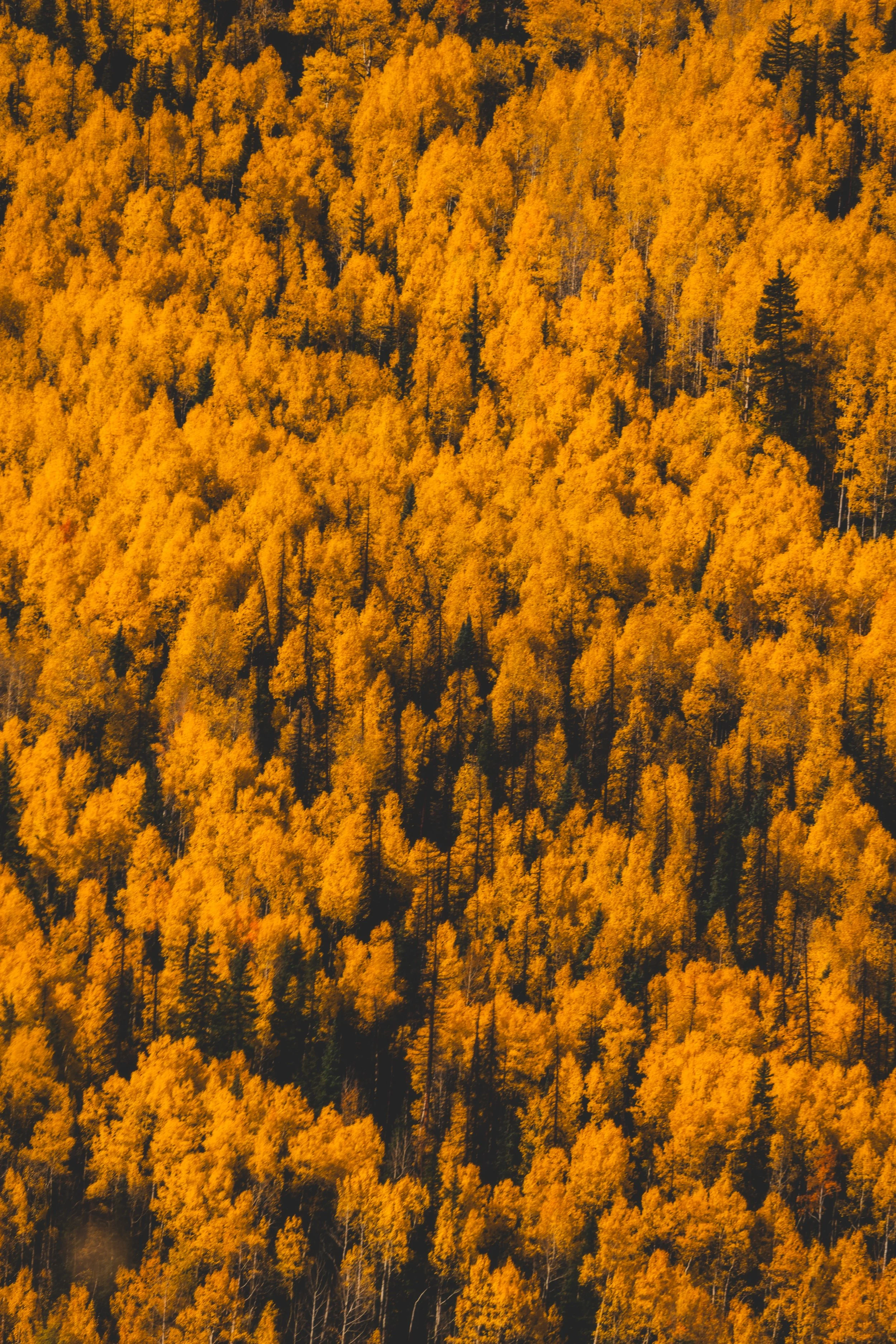 LakeCityFallPhotos2025-33.jpg